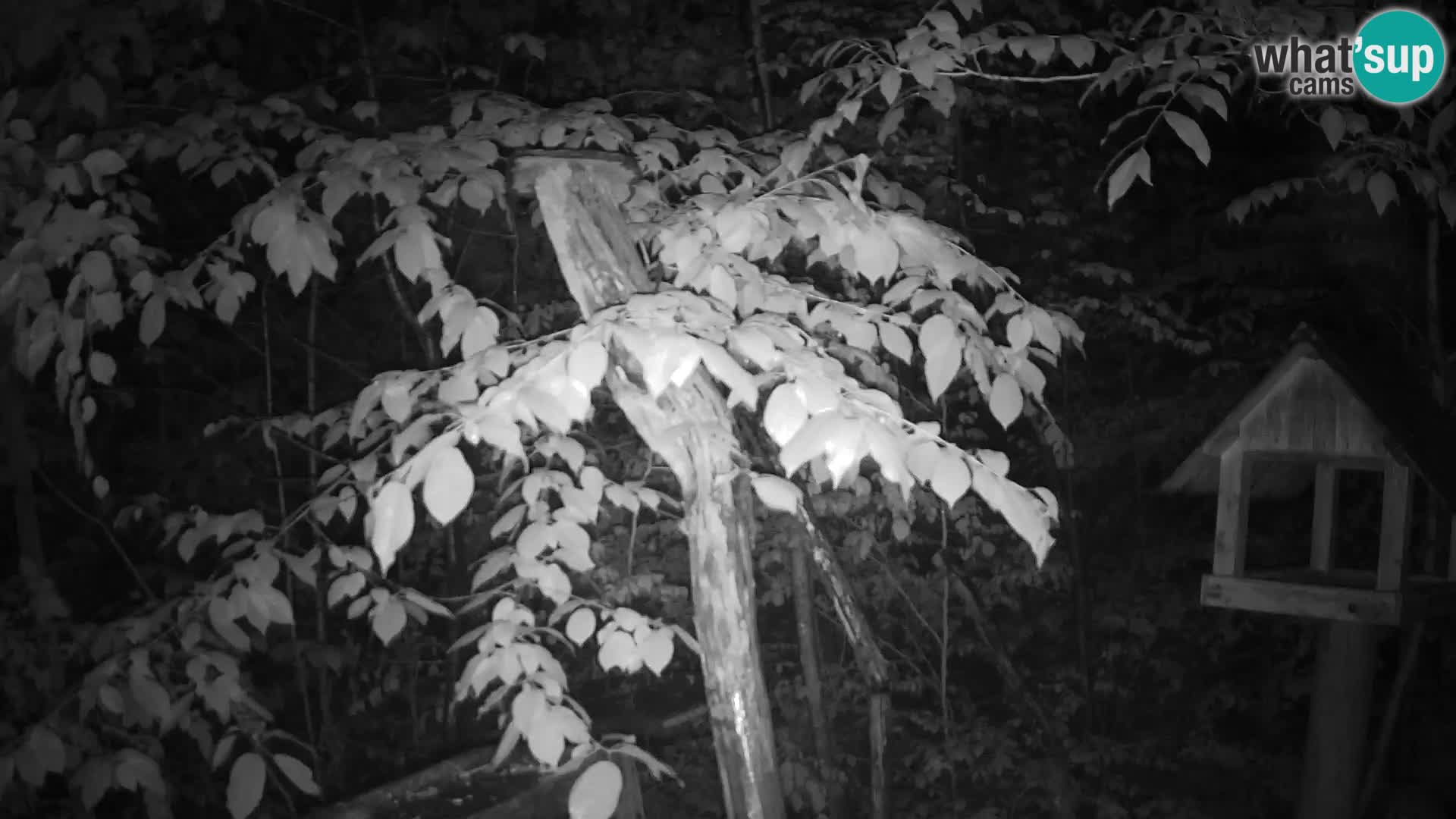 Bird feeders at ZOO Ljubljana webcam