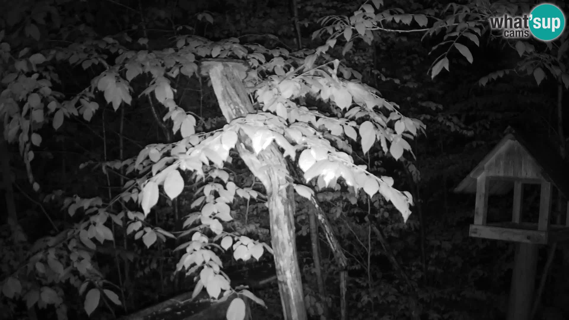 Mangeoires pour oiseaux au ZOO live webcam Ljubljana