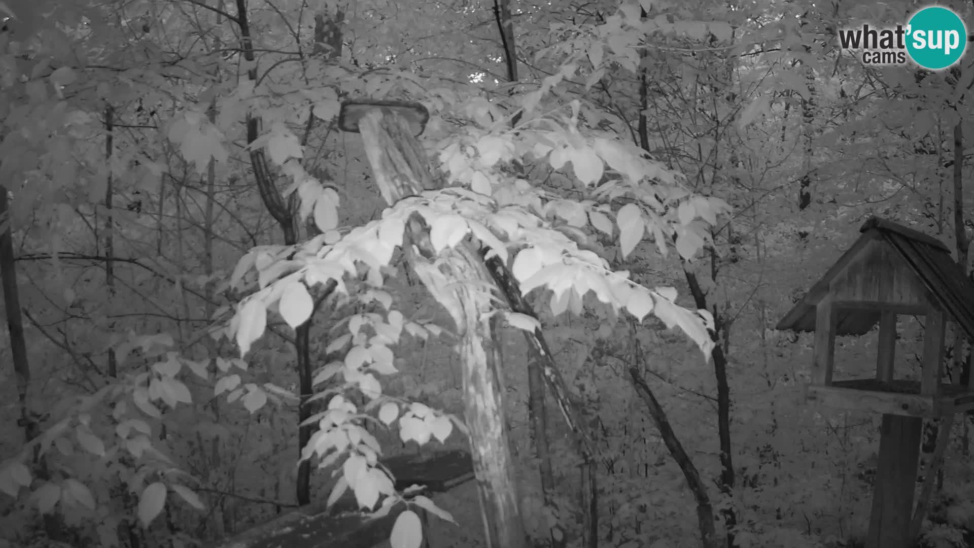 Vogelfutterhäuschen im ZOO webcam Ljubljana