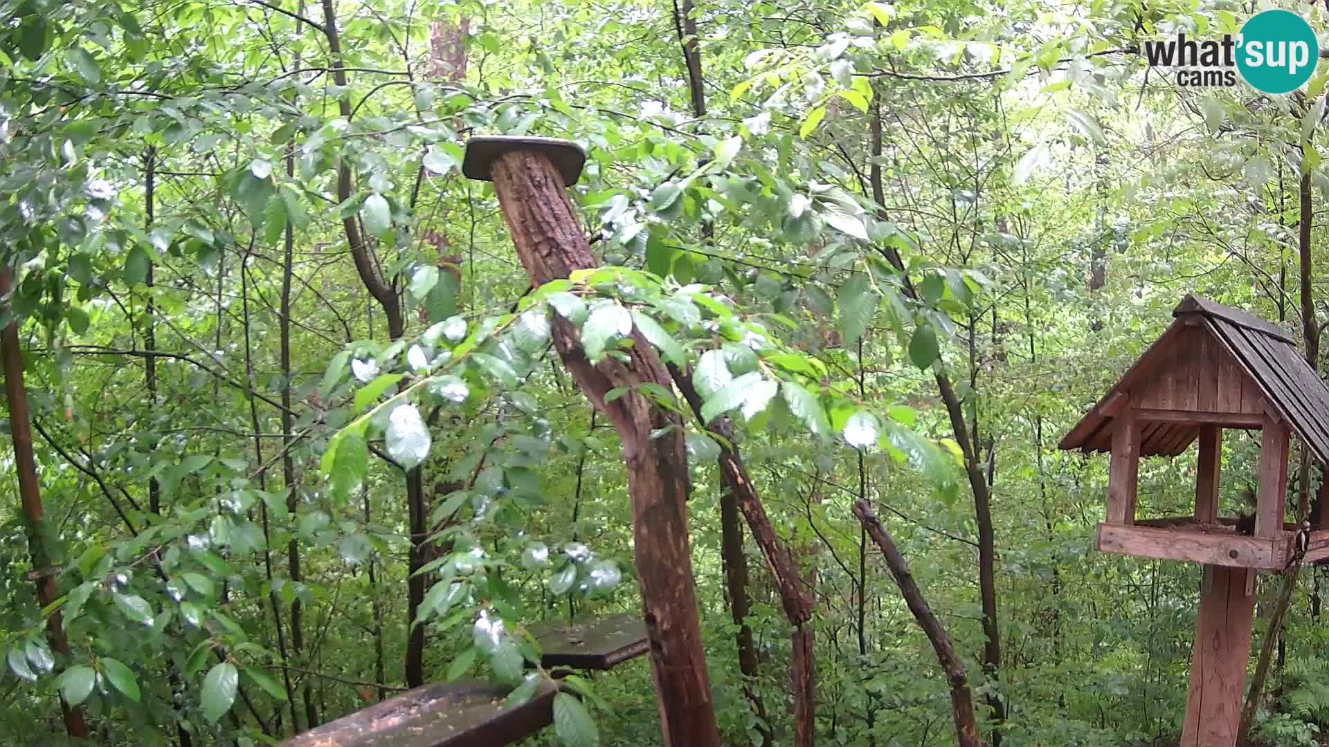 Bird feeders at ZOO Ljubljana webcam