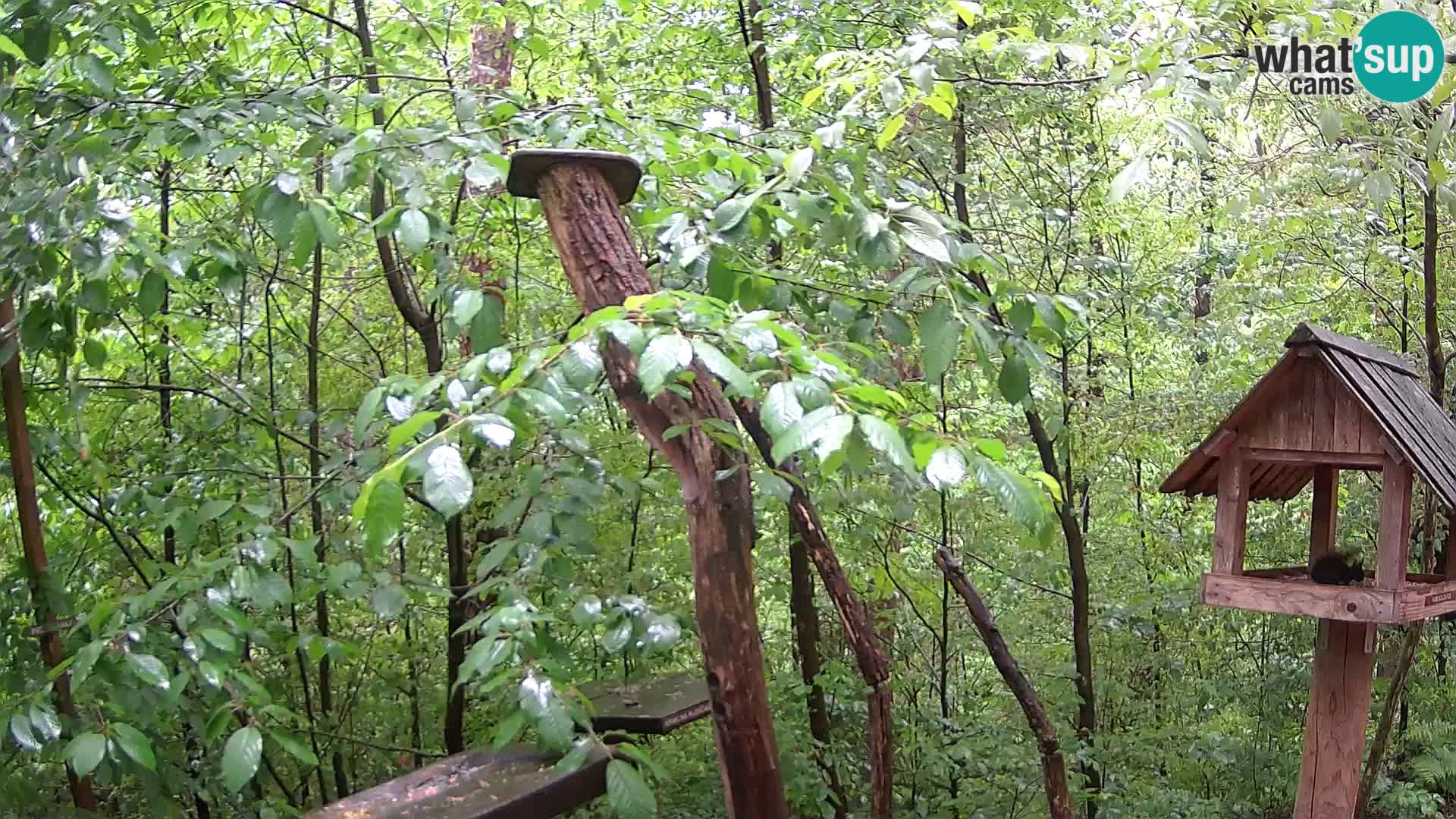 Mangeoires pour oiseaux au ZOO live webcam Ljubljana
