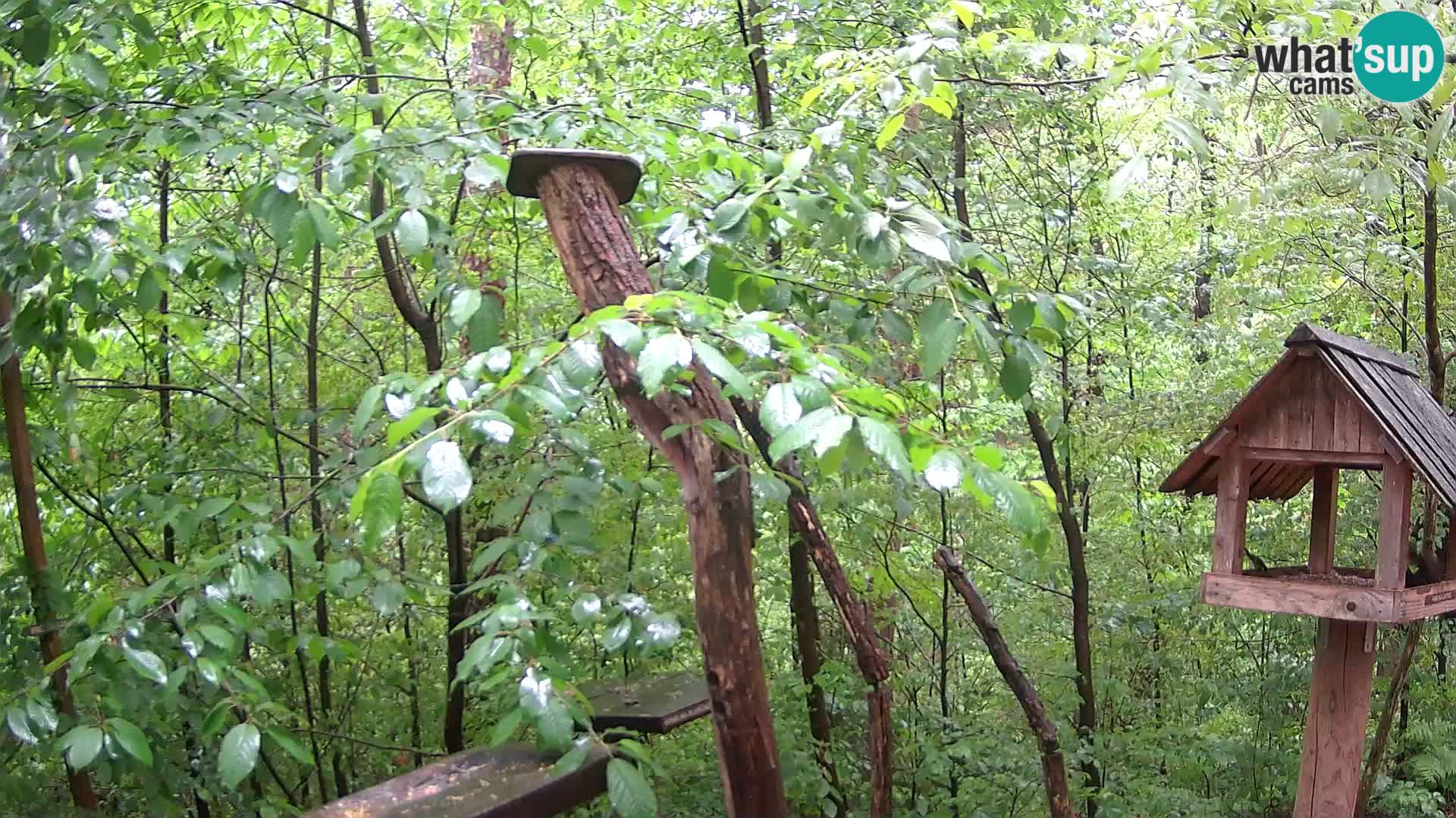 Mangeoires pour oiseaux au ZOO live webcam Ljubljana