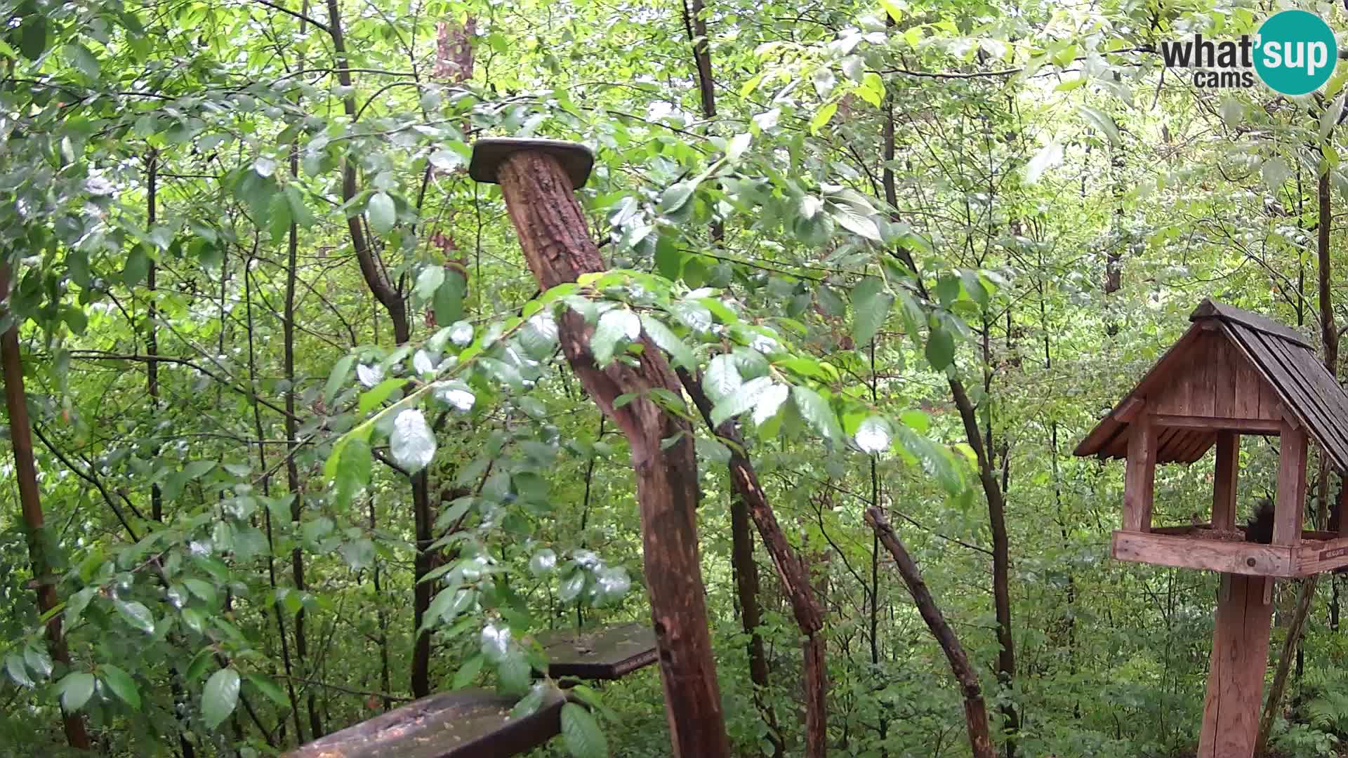 Hranilice za ptice u ZOO web kamera Ljubljana