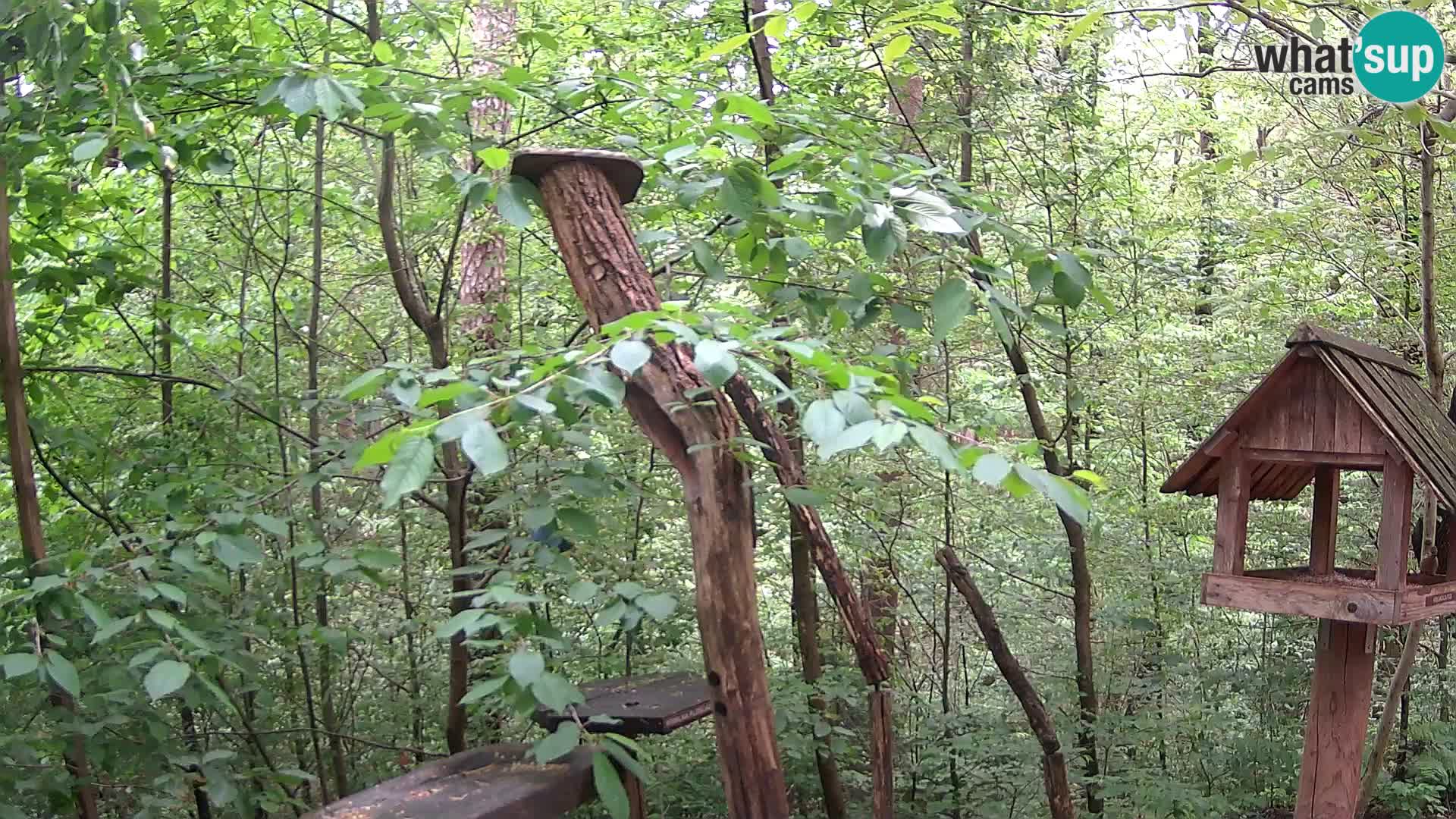 Krmilnice za ptiče v ZOO Ljubljana spletna kamera