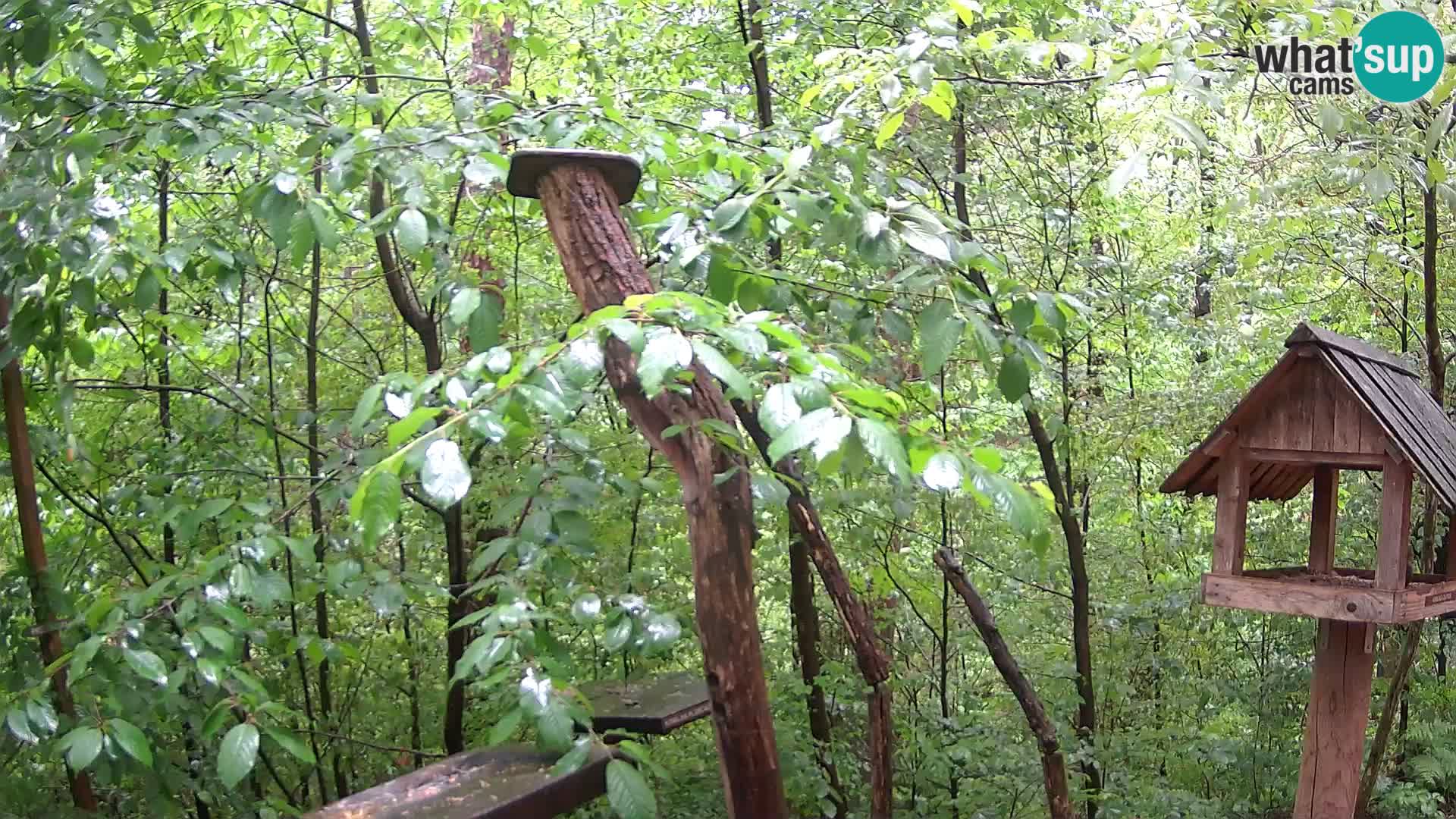 Bird feeders at ZOO Ljubljana webcam