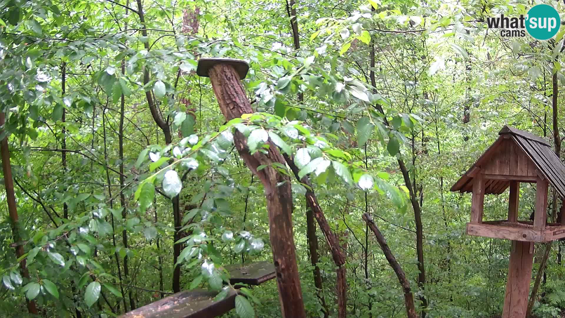 Bird feeders at ZOO Ljubljana webcam