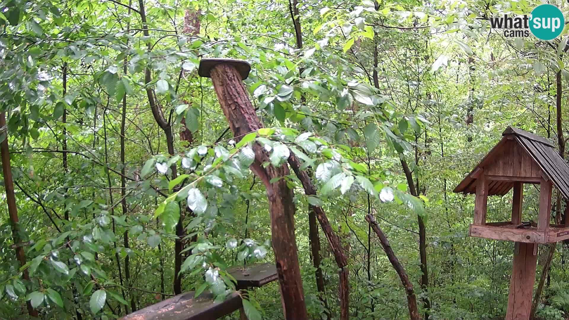 Mangeoires pour oiseaux au ZOO live webcam Ljubljana