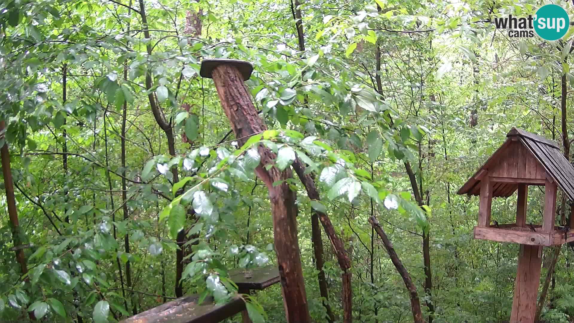 Bird feeders at ZOO Ljubljana webcam