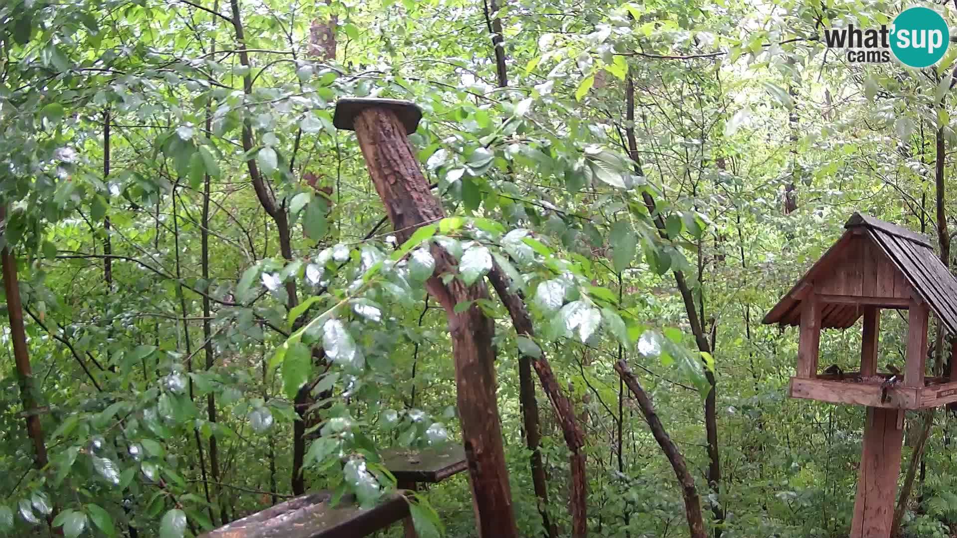 Mangiatoie per uccelli allo ZOO di Lubiana livecam