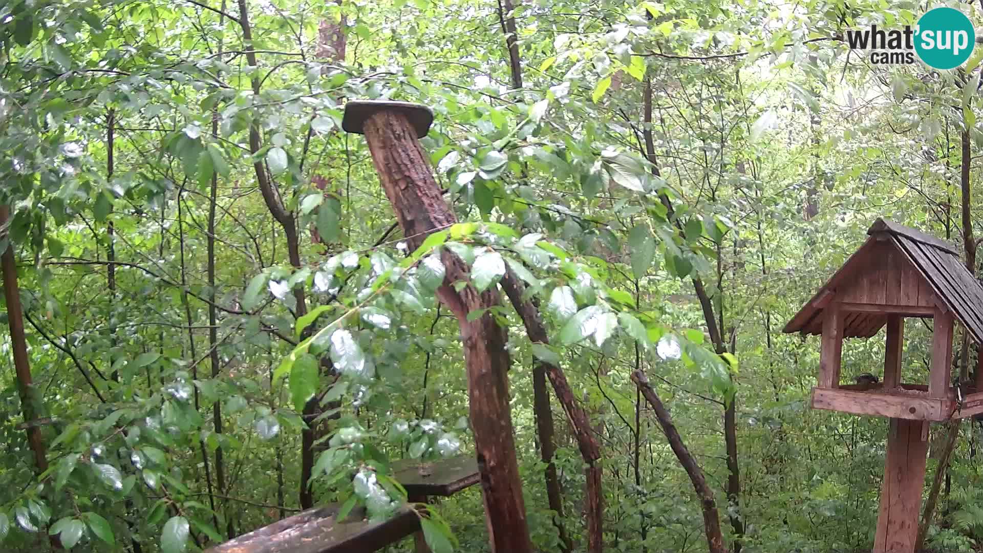 Vogelfutterhäuschen im ZOO webcam Ljubljana