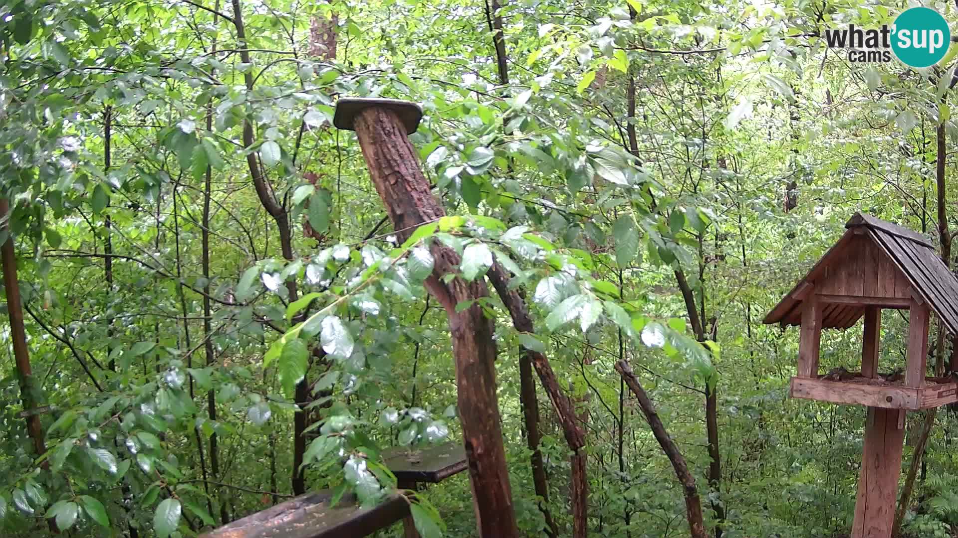 Mangeoires pour oiseaux au ZOO live webcam Ljubljana