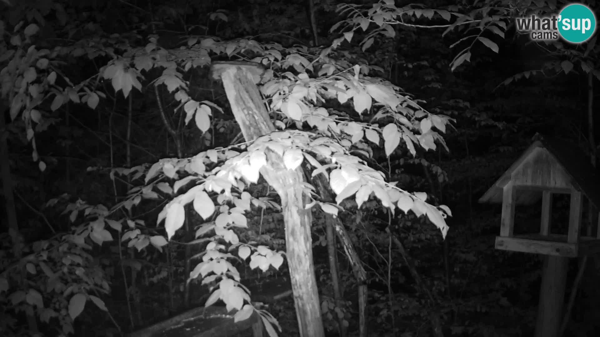 Bird feeders at ZOO Ljubljana webcam