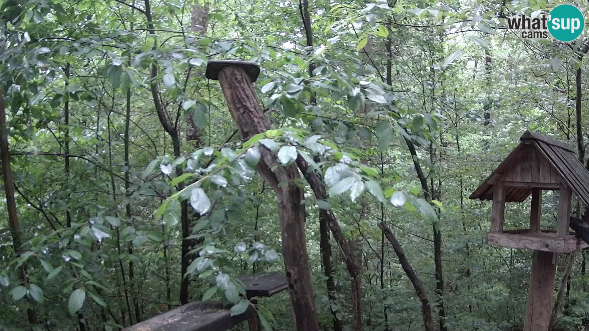 Comederos para pájaros en ZOO Ljubljana camera en vivo
