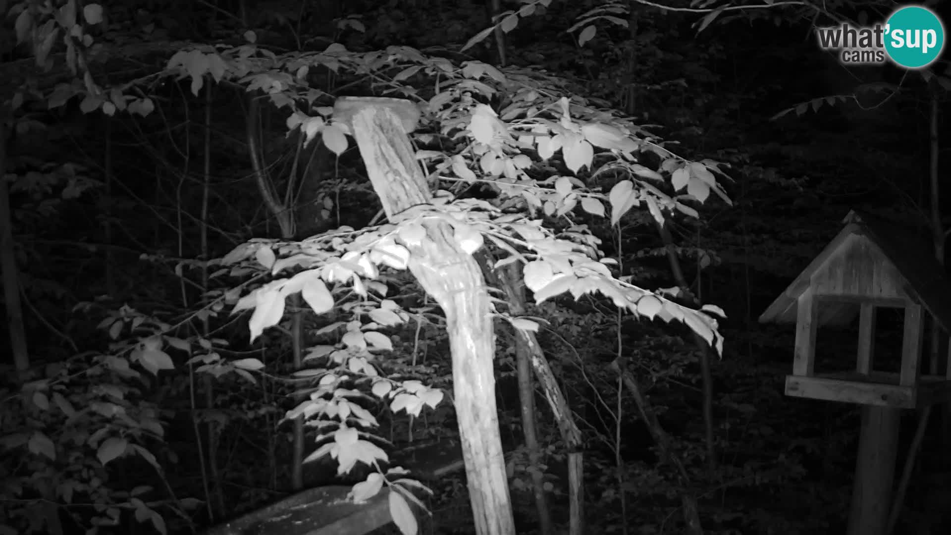 Mangeoires pour oiseaux au ZOO live webcam Ljubljana