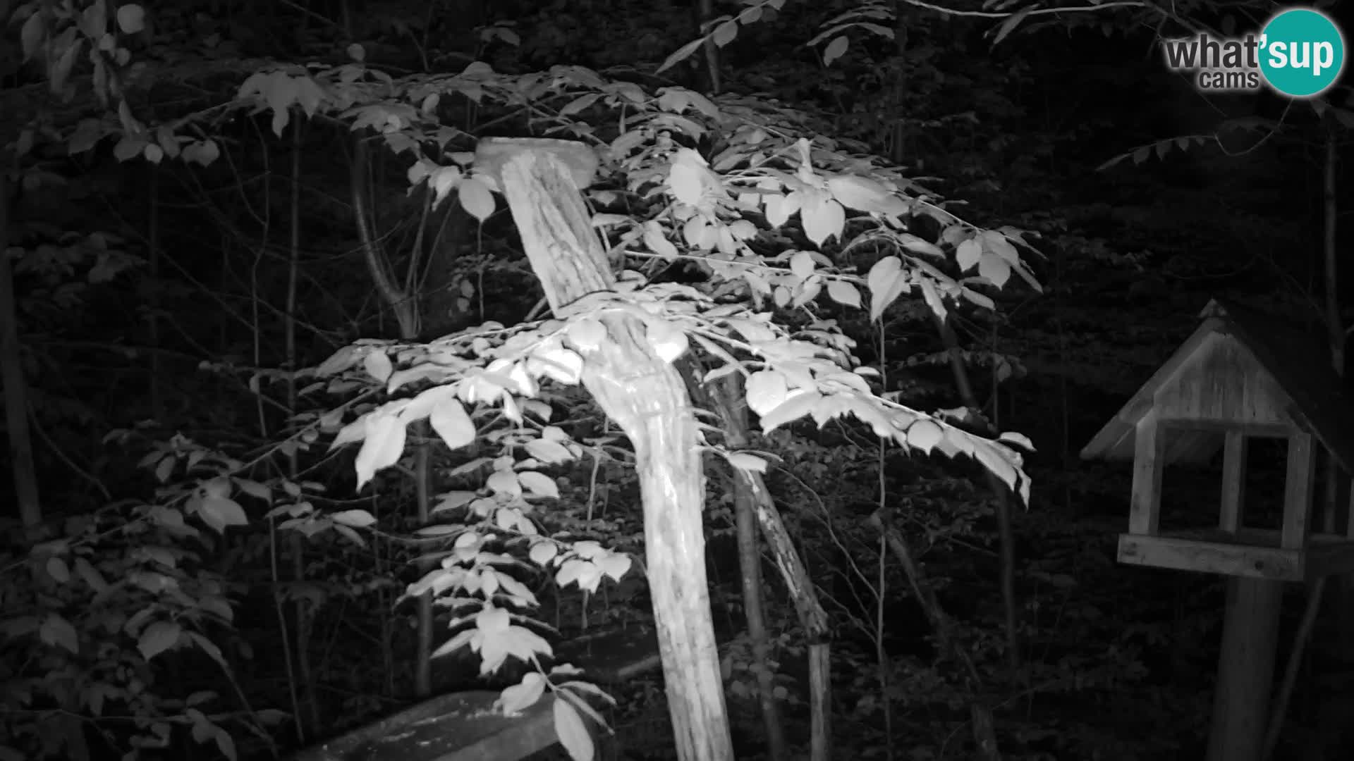 Bird feeders at ZOO Ljubljana webcam