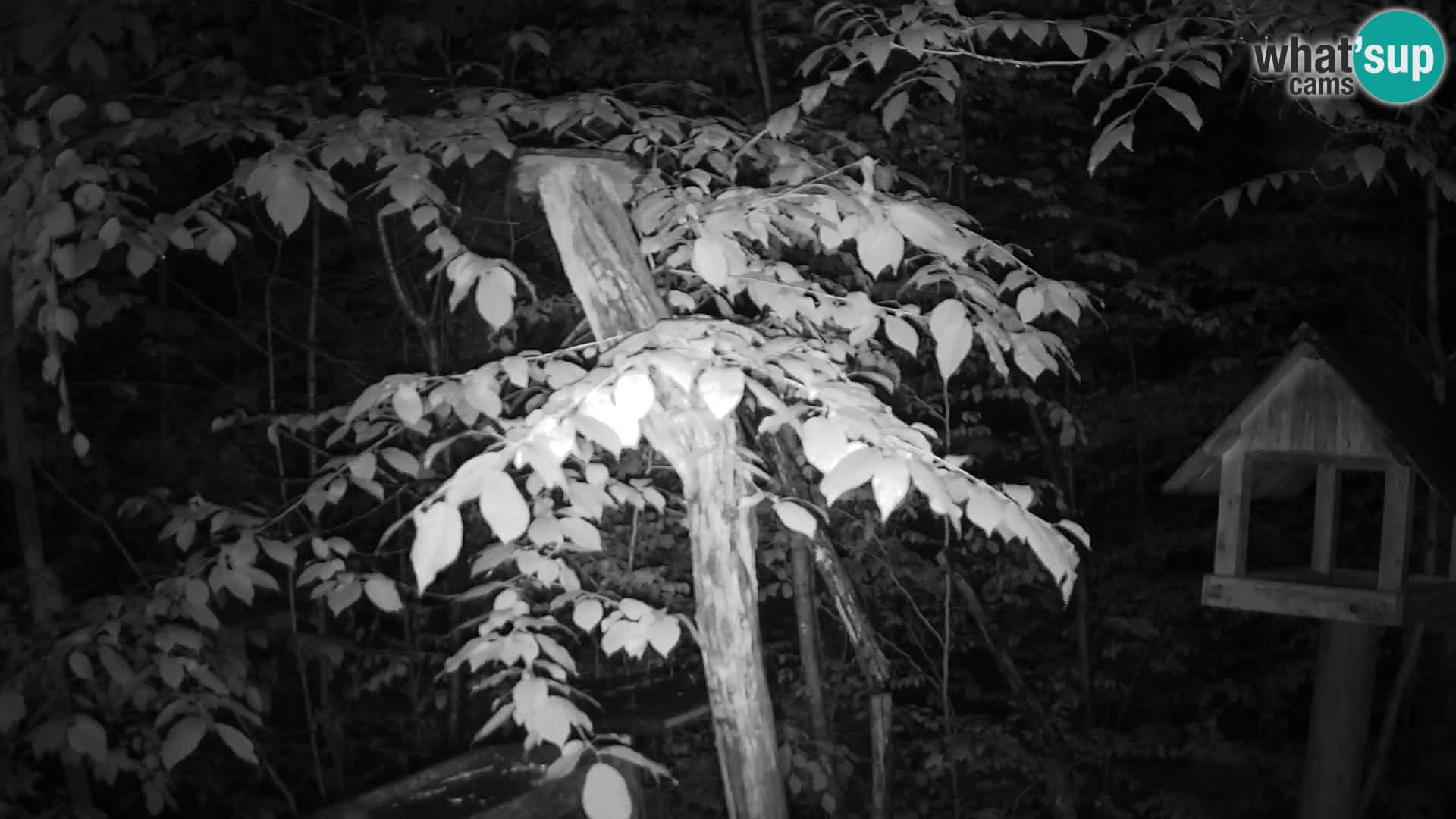 Bird feeders at ZOO Ljubljana webcam