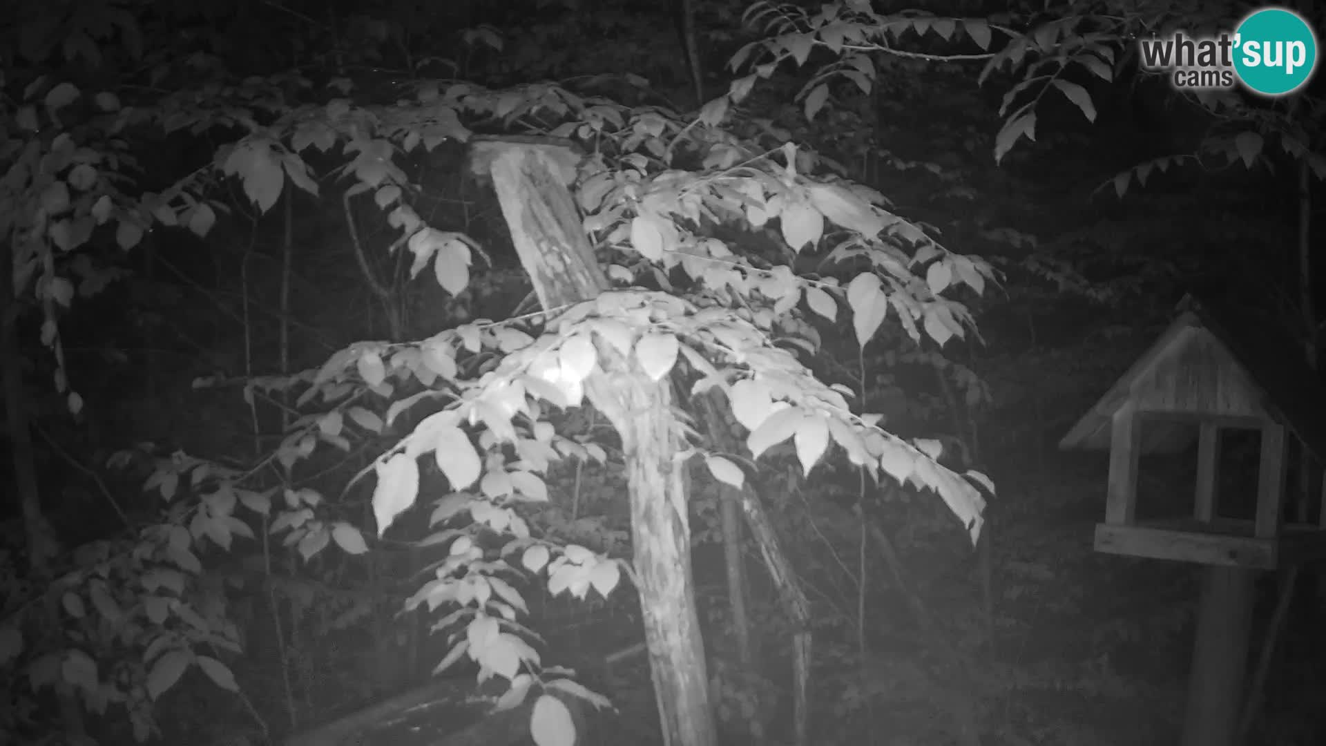 Mangiatoie per uccelli allo ZOO di Lubiana livecam