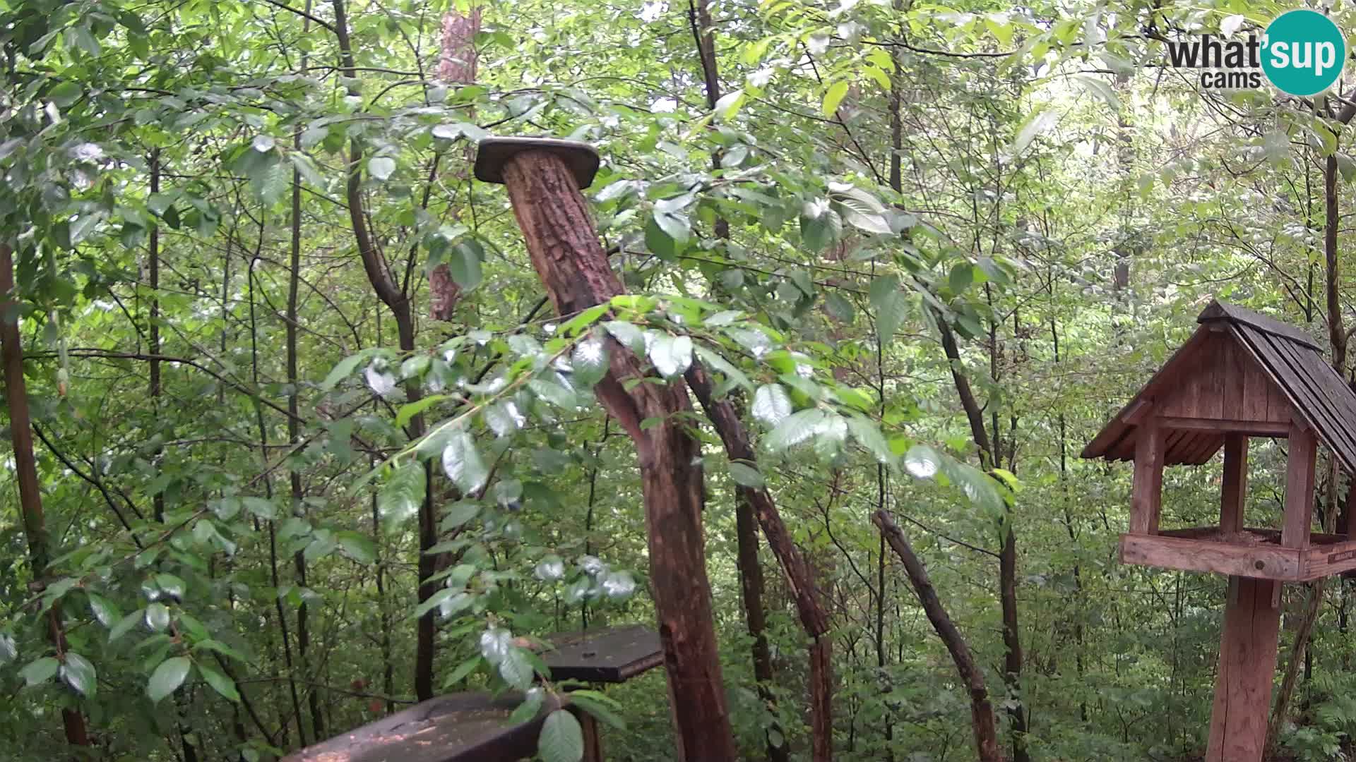Bird feeders at ZOO Ljubljana webcam