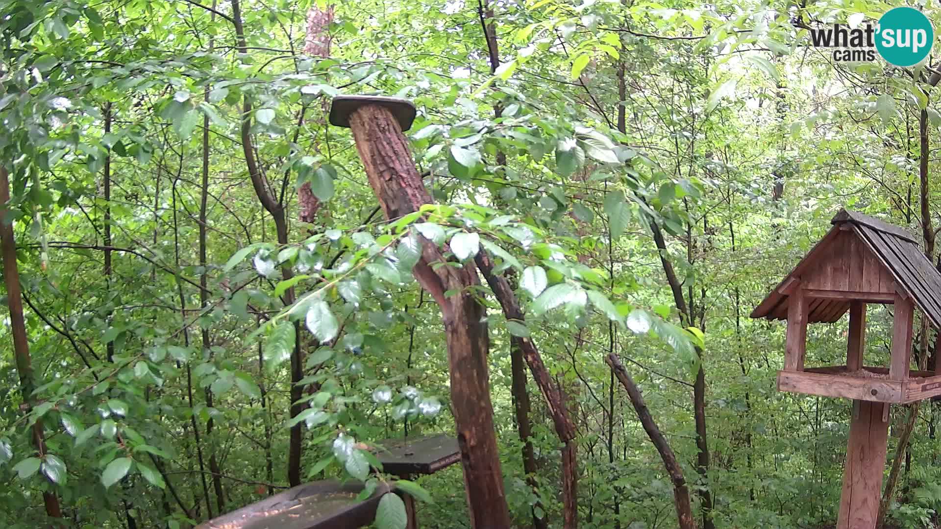 Bird feeders at ZOO Ljubljana webcam