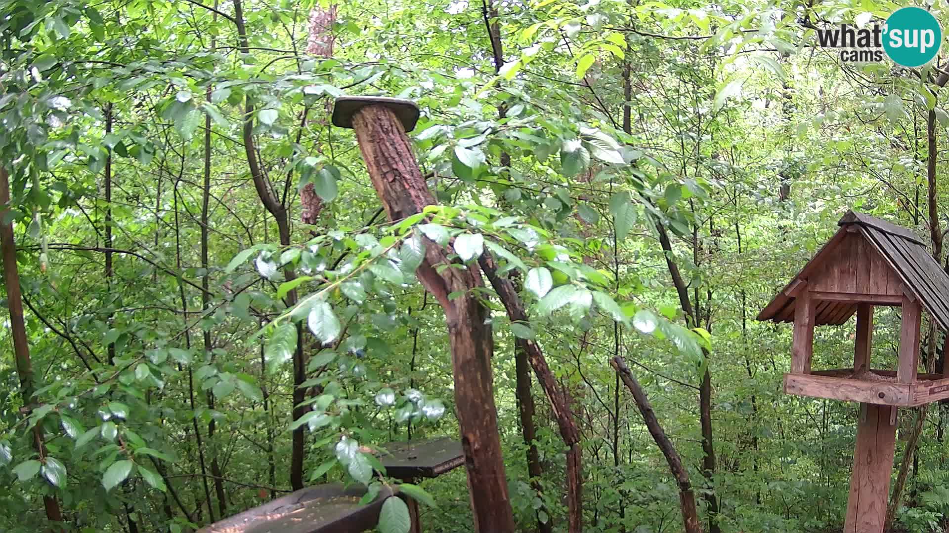 Bird feeders at ZOO Ljubljana webcam