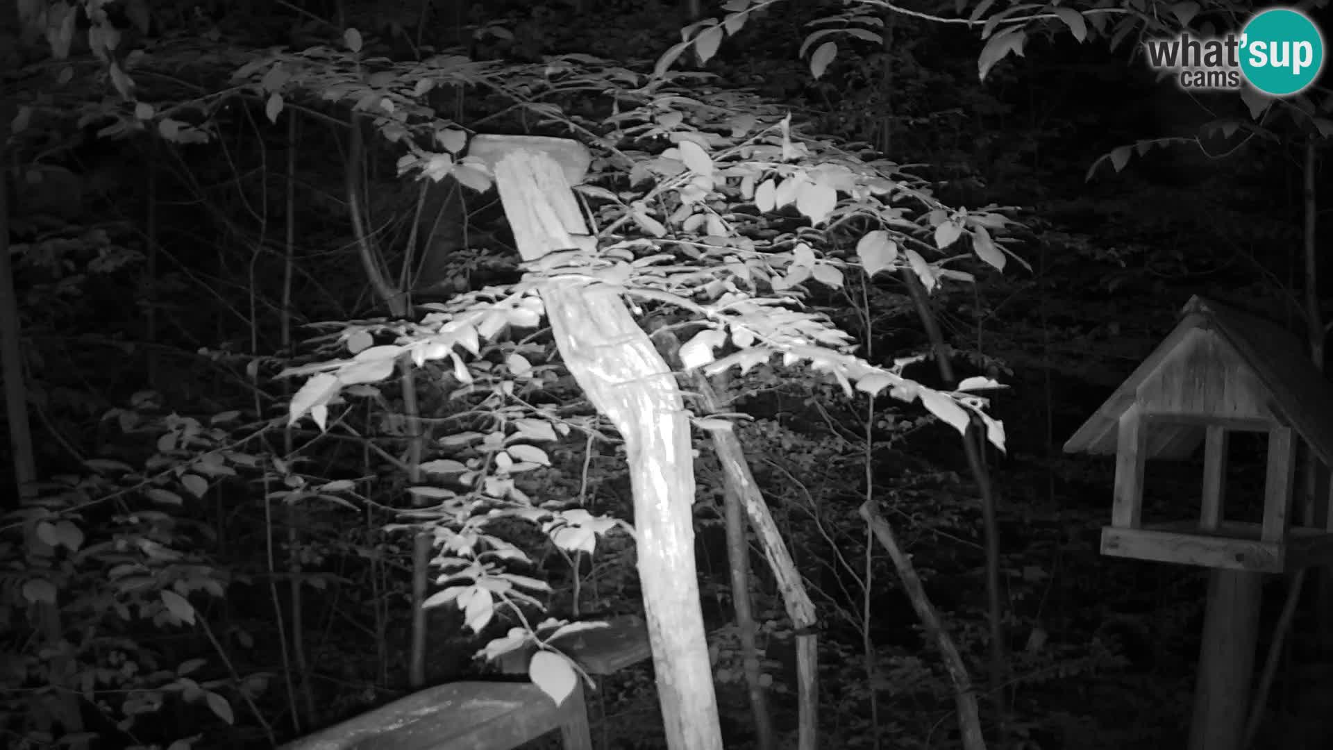 Mangiatoie per uccelli allo ZOO di Lubiana livecam