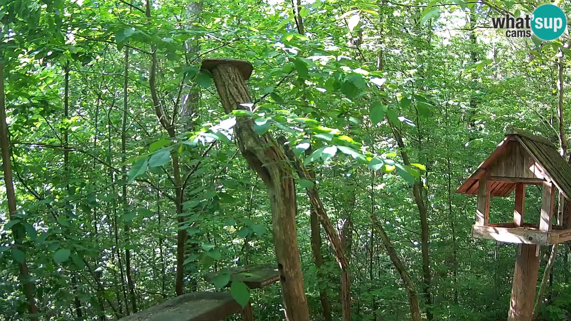 Bird feeders at ZOO Ljubljana webcam