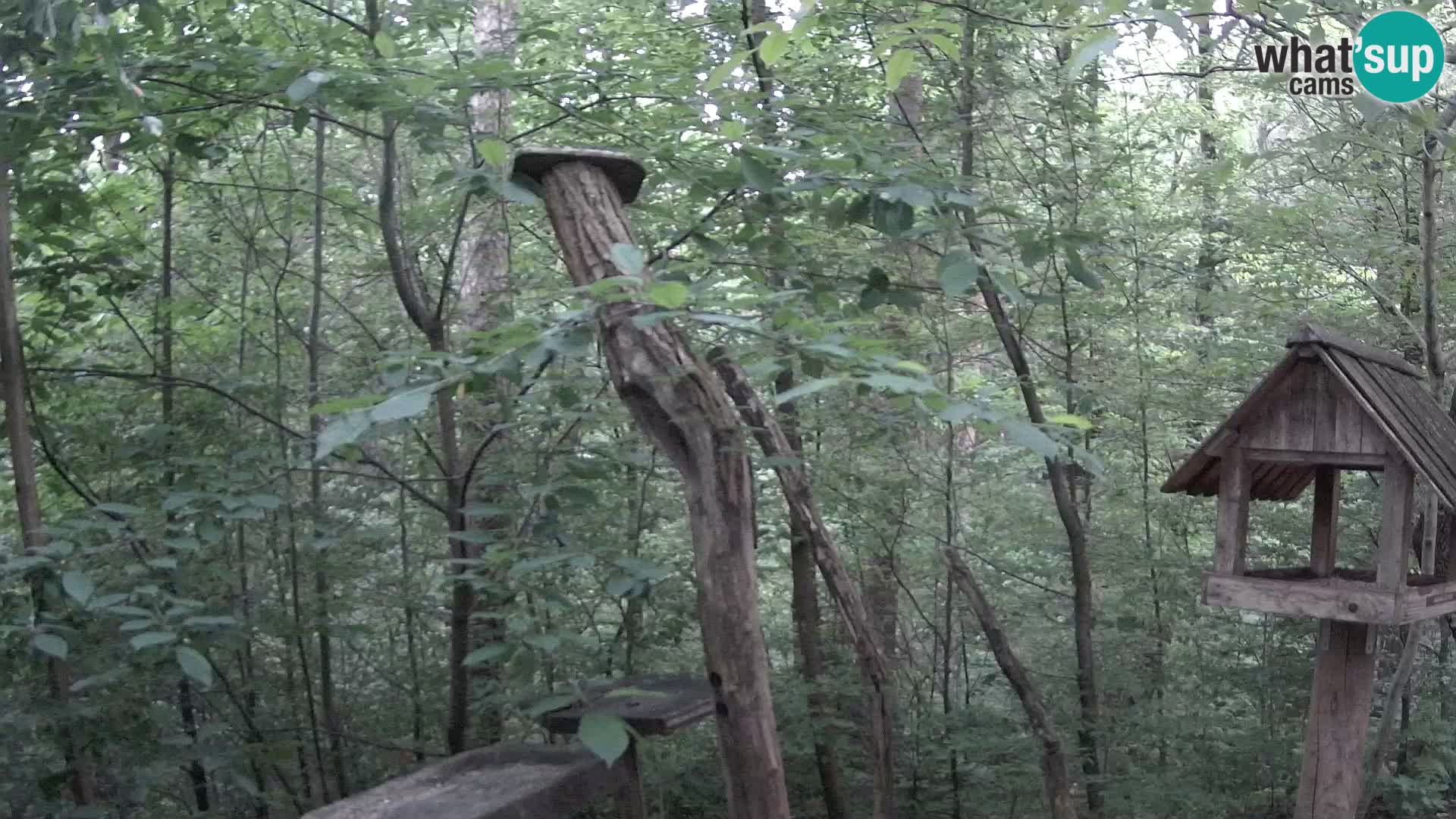 Krmilnice za ptiče v ZOO Ljubljana spletna kamera