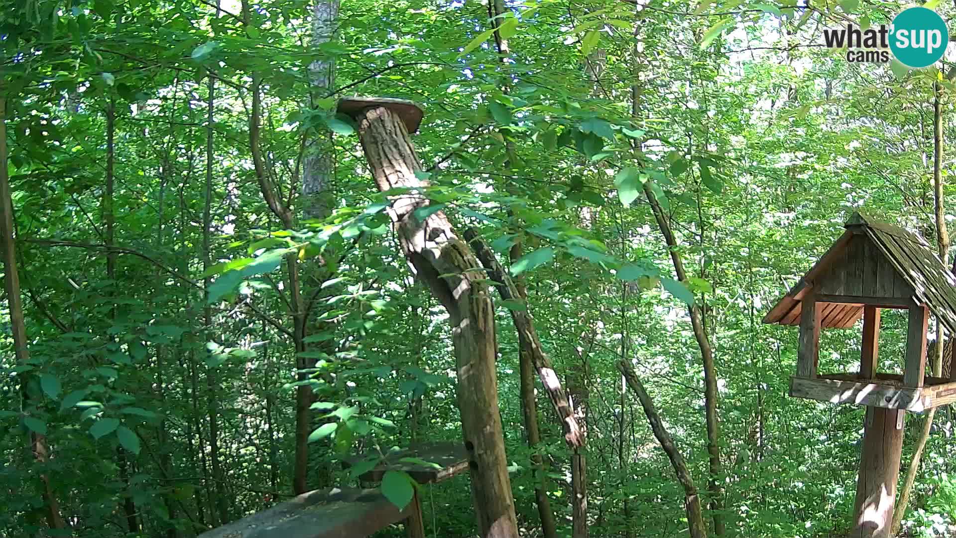 Vogelfutterhäuschen im ZOO webcam Ljubljana