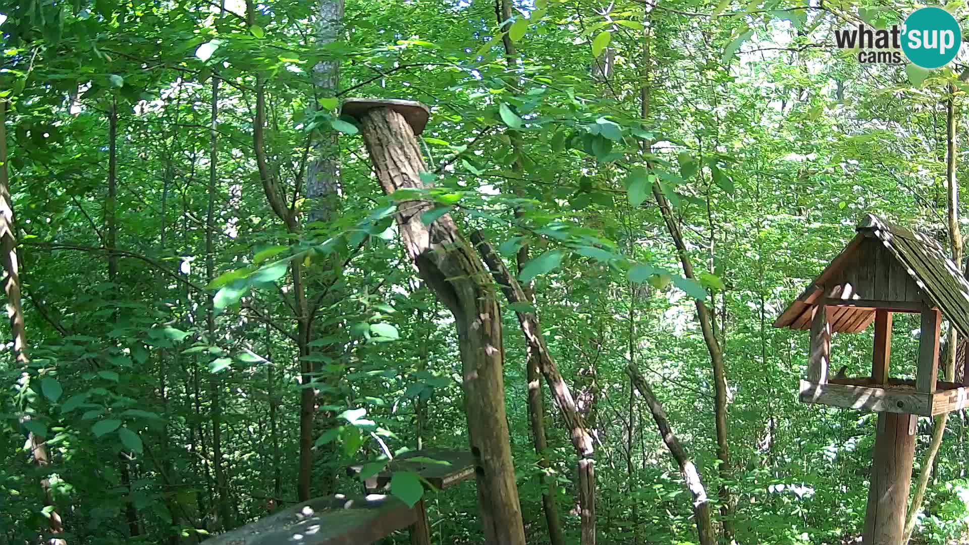 Krmilnice za ptiče v ZOO Ljubljana spletna kamera
