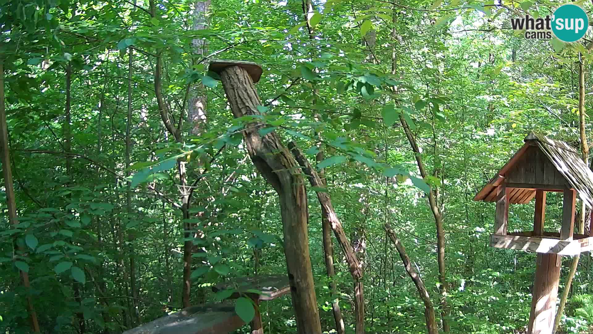 Bird feeders at ZOO Ljubljana webcam