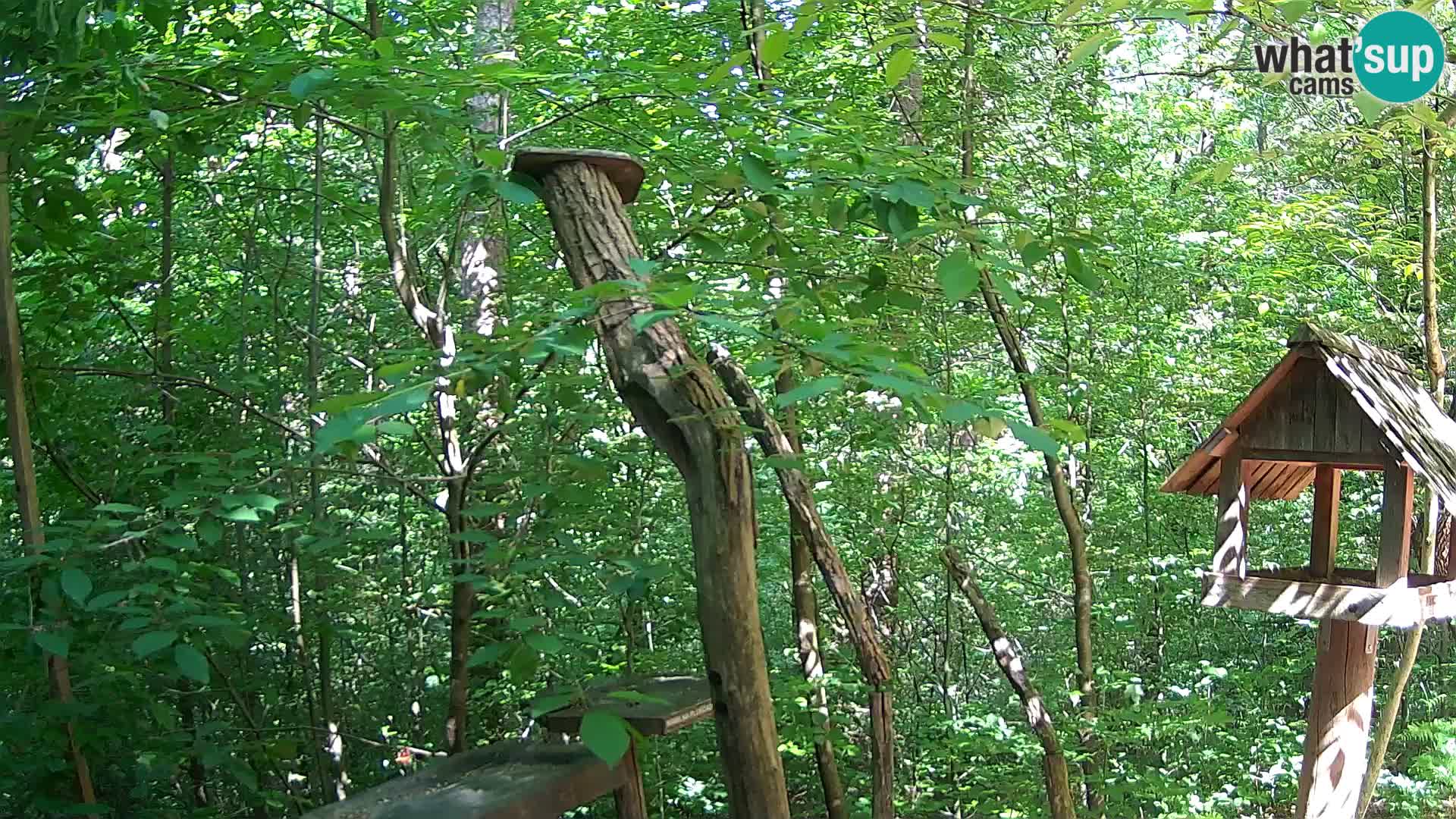 Krmilnice za ptiče v ZOO Ljubljana spletna kamera