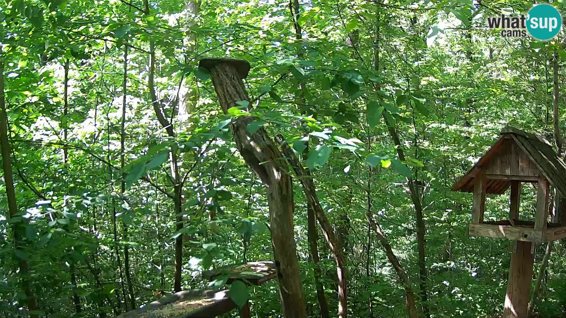 Mangeoires pour oiseaux au ZOO live webcam Ljubljana