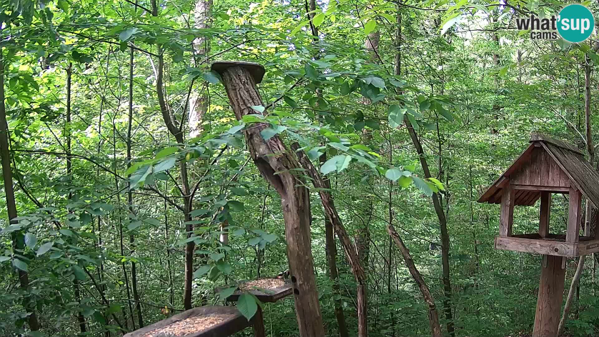 Bird feeders at ZOO Ljubljana webcam