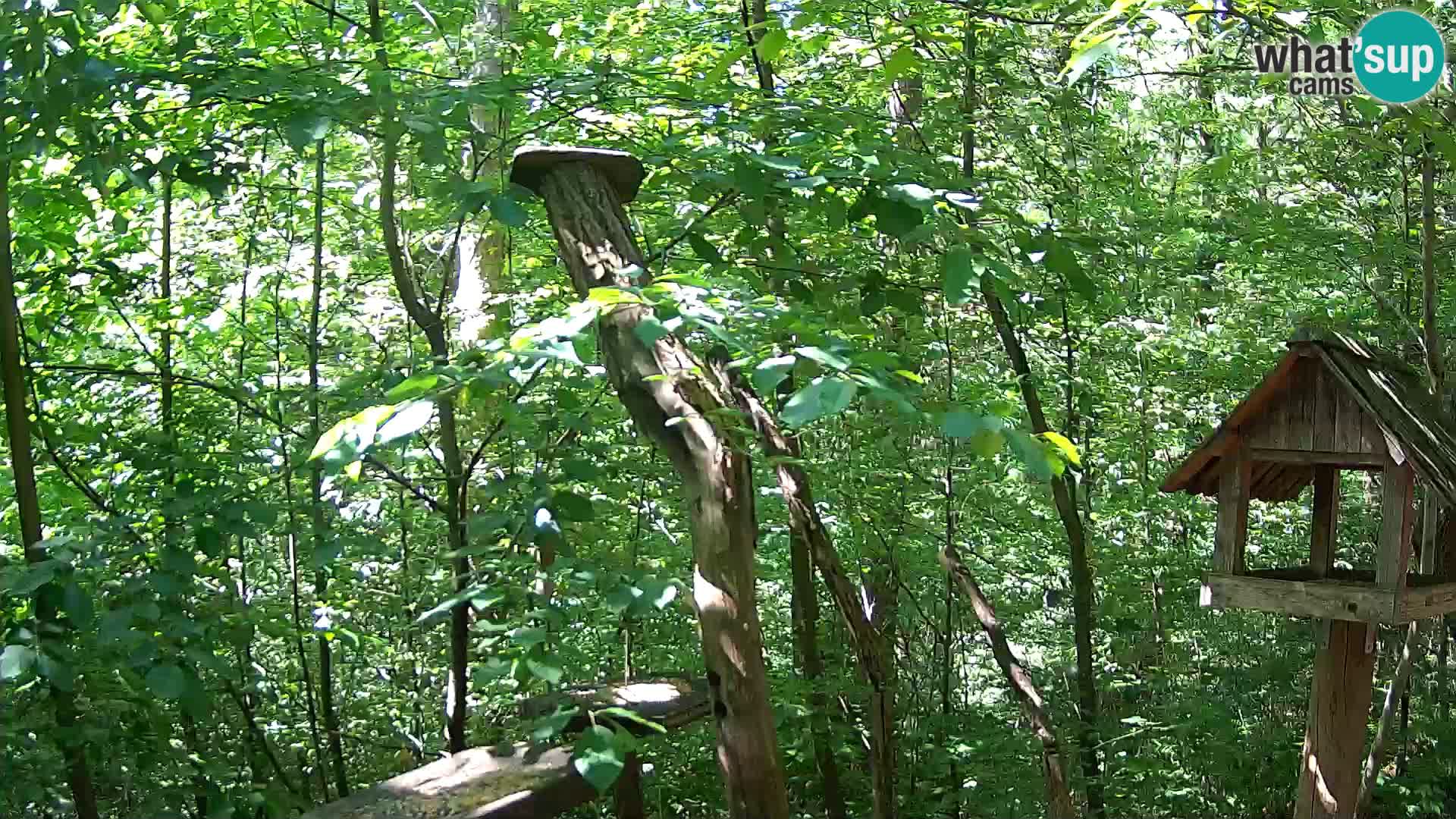 Hranilice za ptice u ZOO web kamera Ljubljana