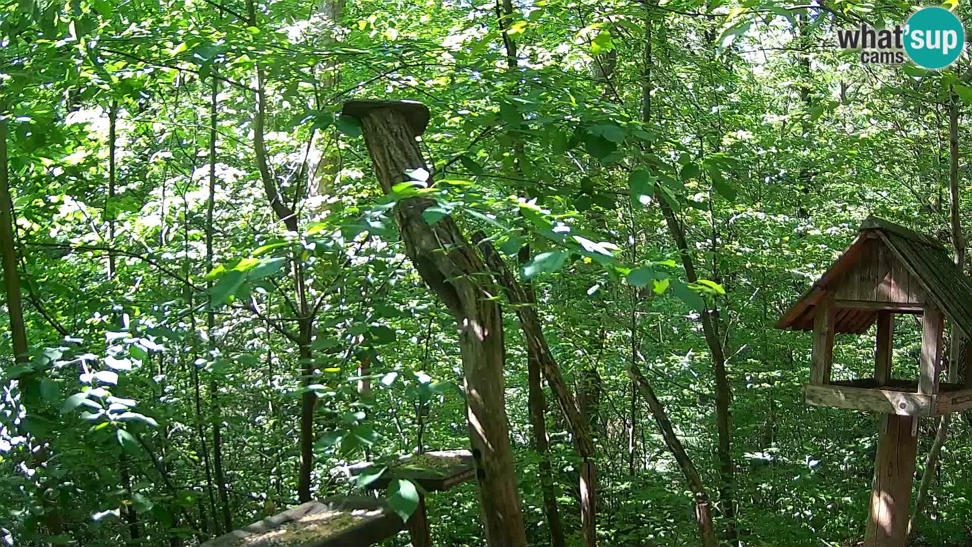 Krmilnice za ptiče v ZOO Ljubljana spletna kamera