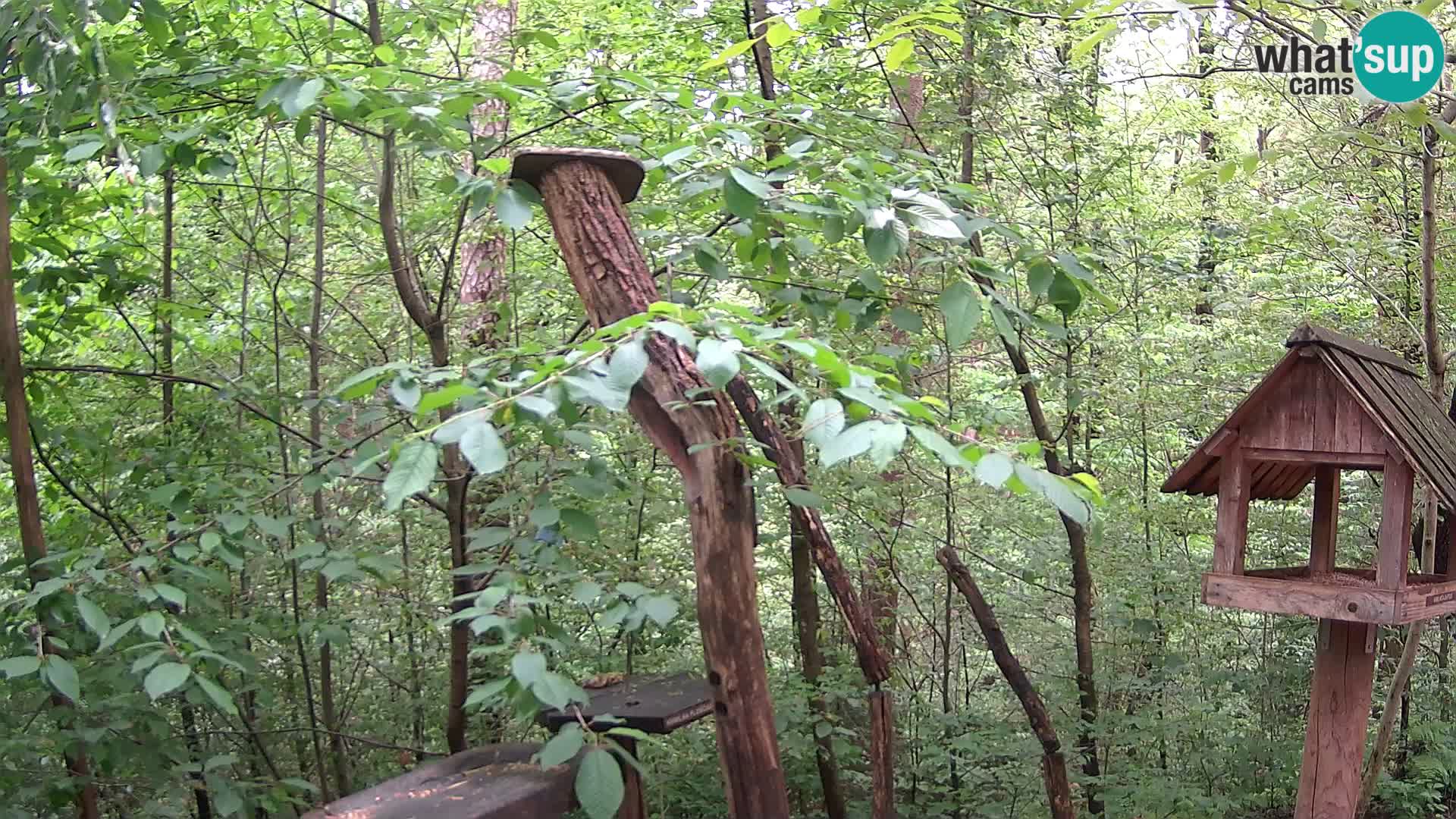 Mangeoires pour oiseaux au ZOO live webcam Ljubljana