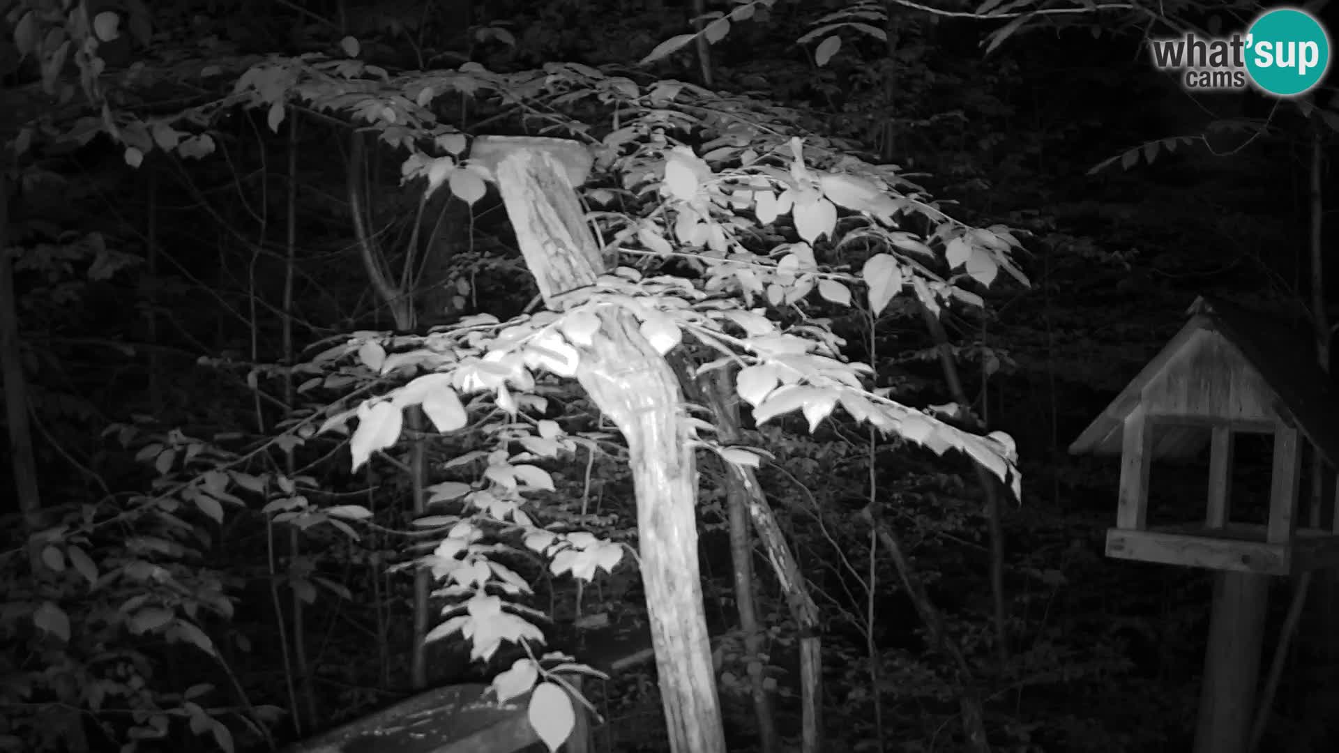 Mangeoires pour oiseaux au ZOO live webcam Ljubljana