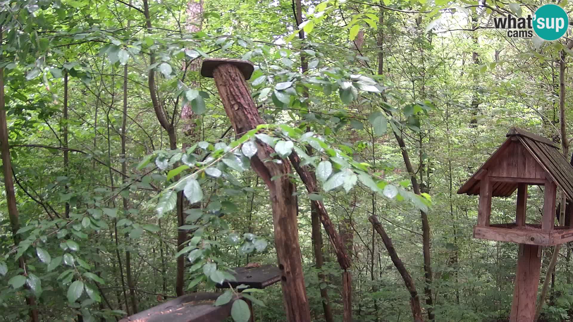 Mangeoires pour oiseaux au ZOO live webcam Ljubljana