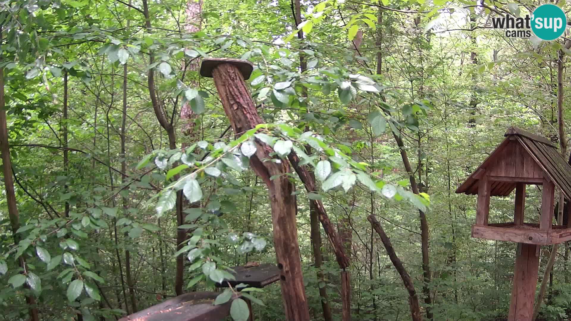 Bird feeders at ZOO Ljubljana webcam