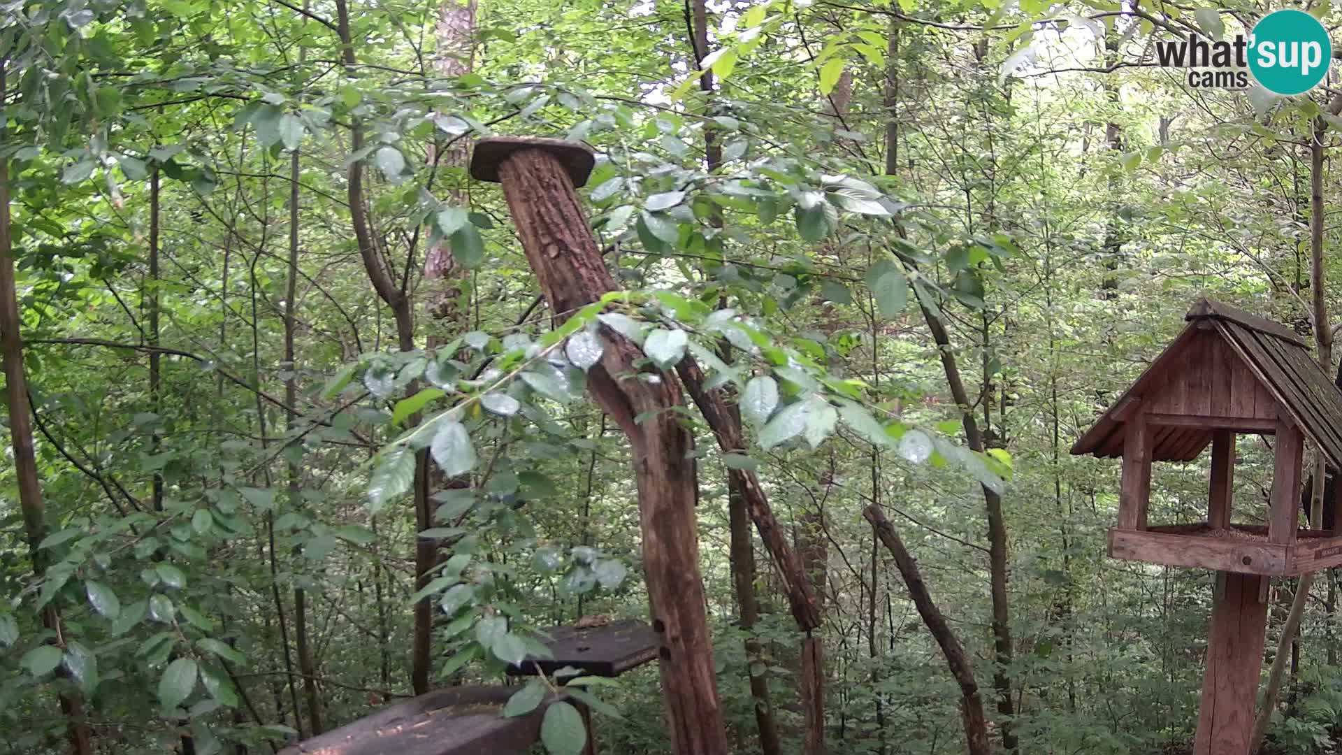Krmilnice za ptiče v ZOO Ljubljana spletna kamera