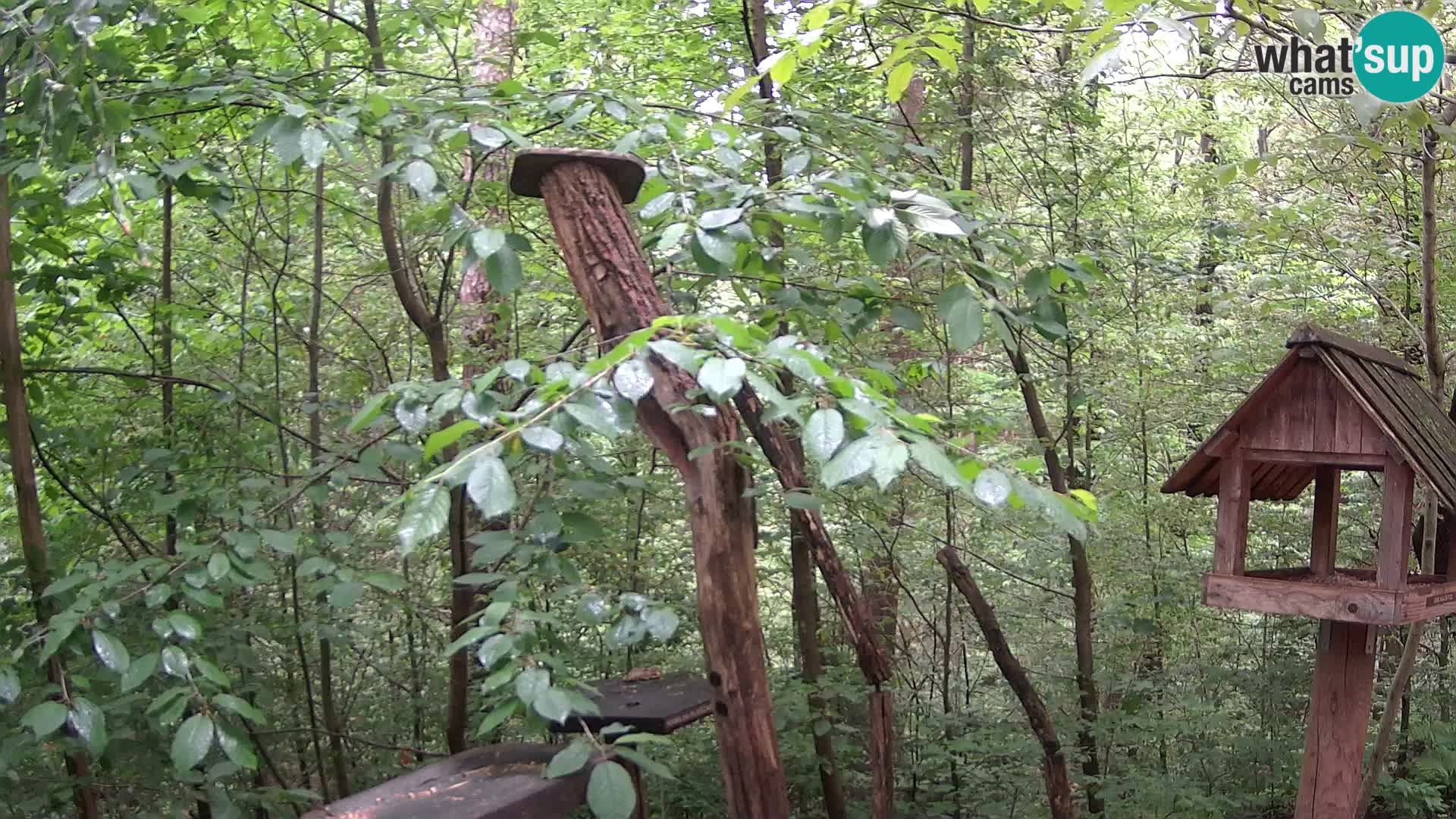 Hranilice za ptice u ZOO web kamera Ljubljana