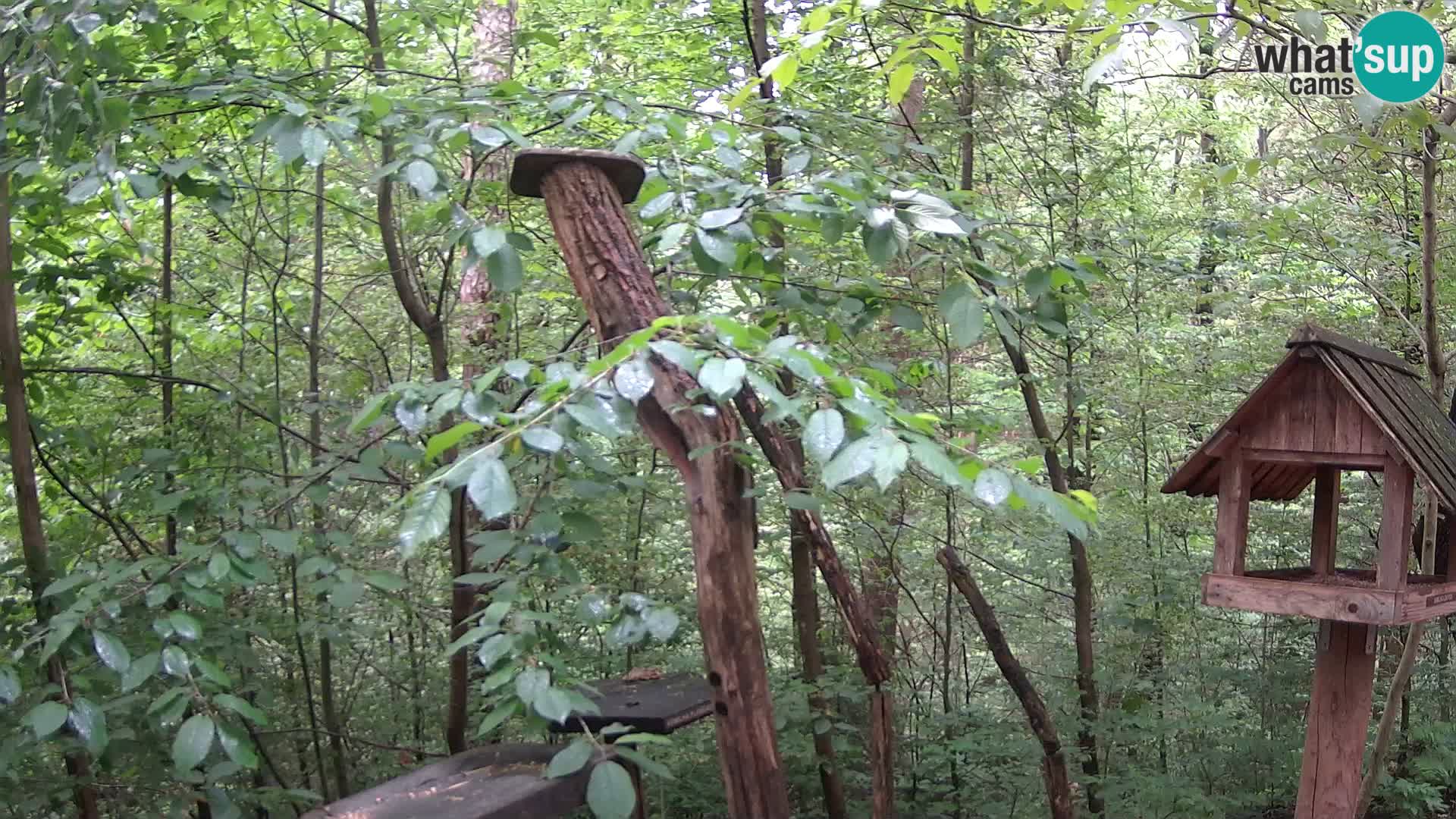 Comederos para pájaros en ZOO Ljubljana camera en vivo
