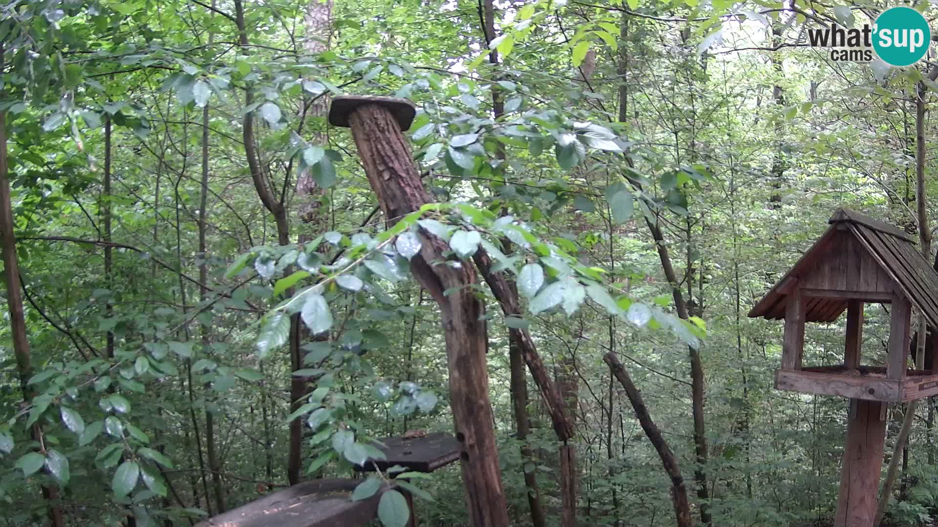 Bird feeders at ZOO Ljubljana webcam