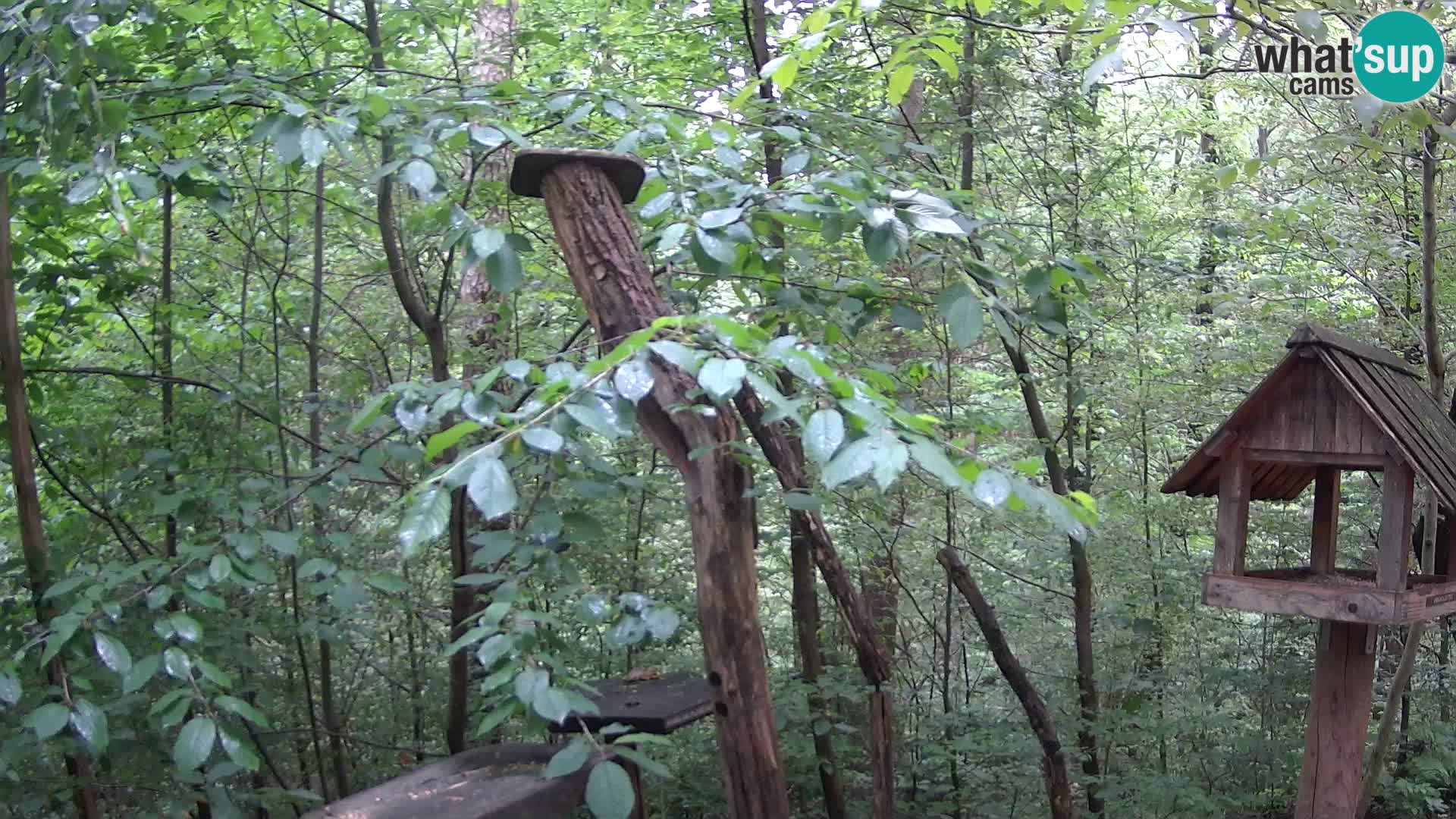Comederos para pájaros en ZOO Ljubljana camera en vivo