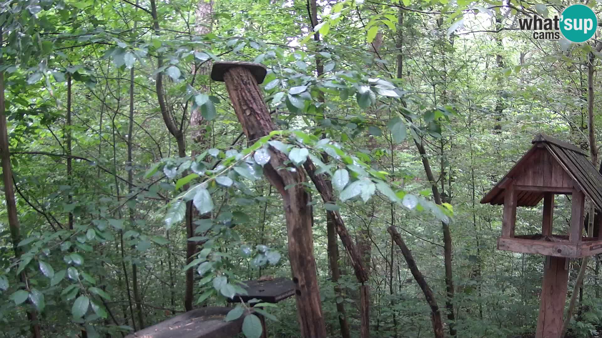 Bird feeders at ZOO Ljubljana webcam