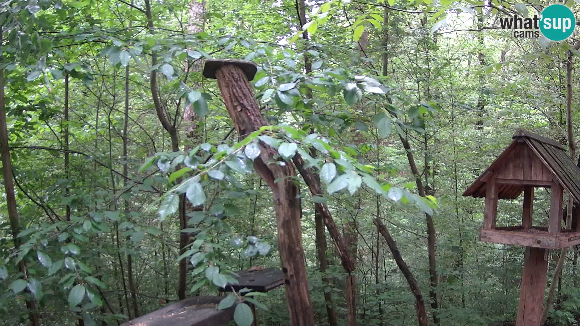 Bird feeders at ZOO Ljubljana webcam