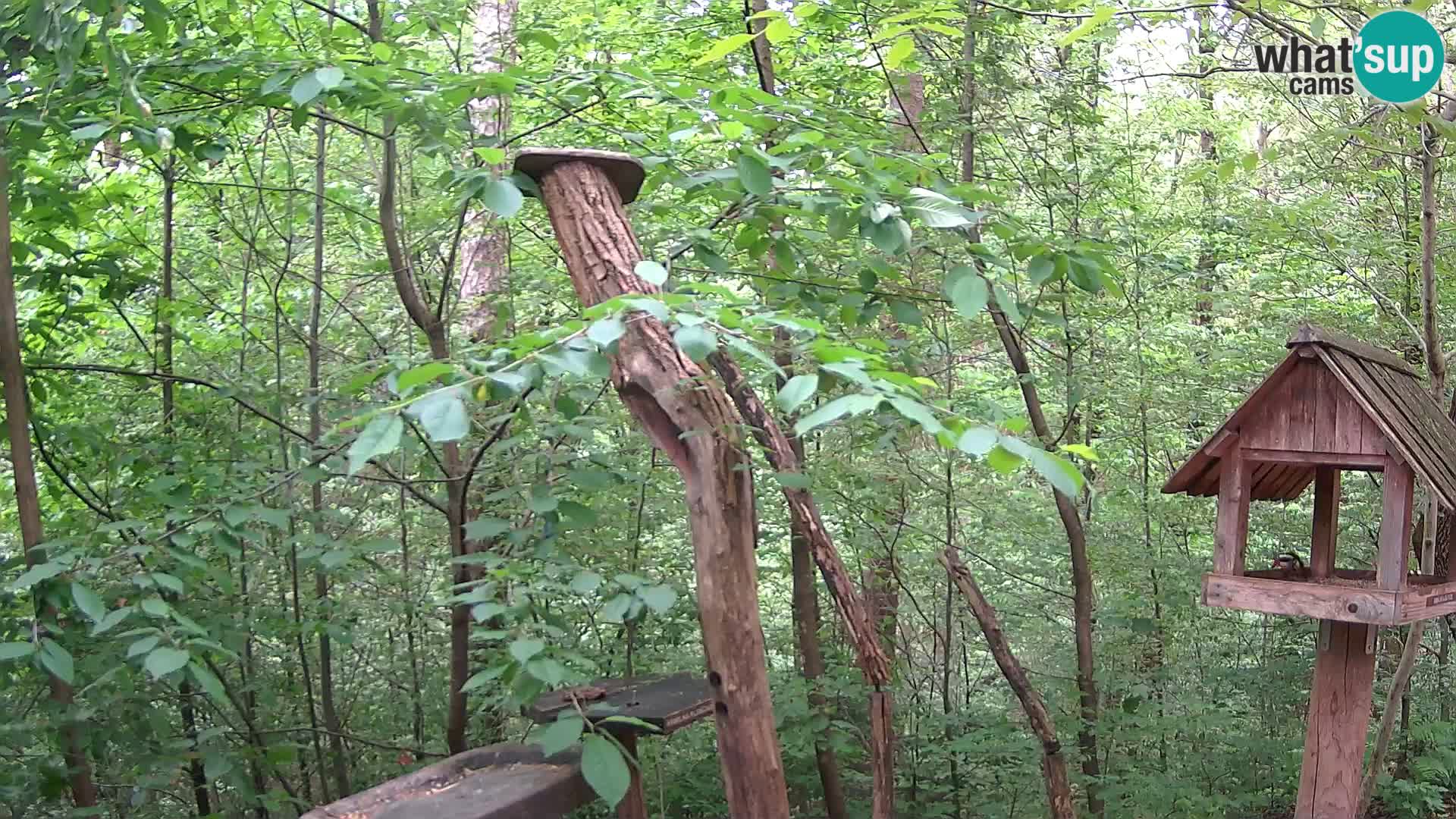 Bird feeders at ZOO Ljubljana webcam