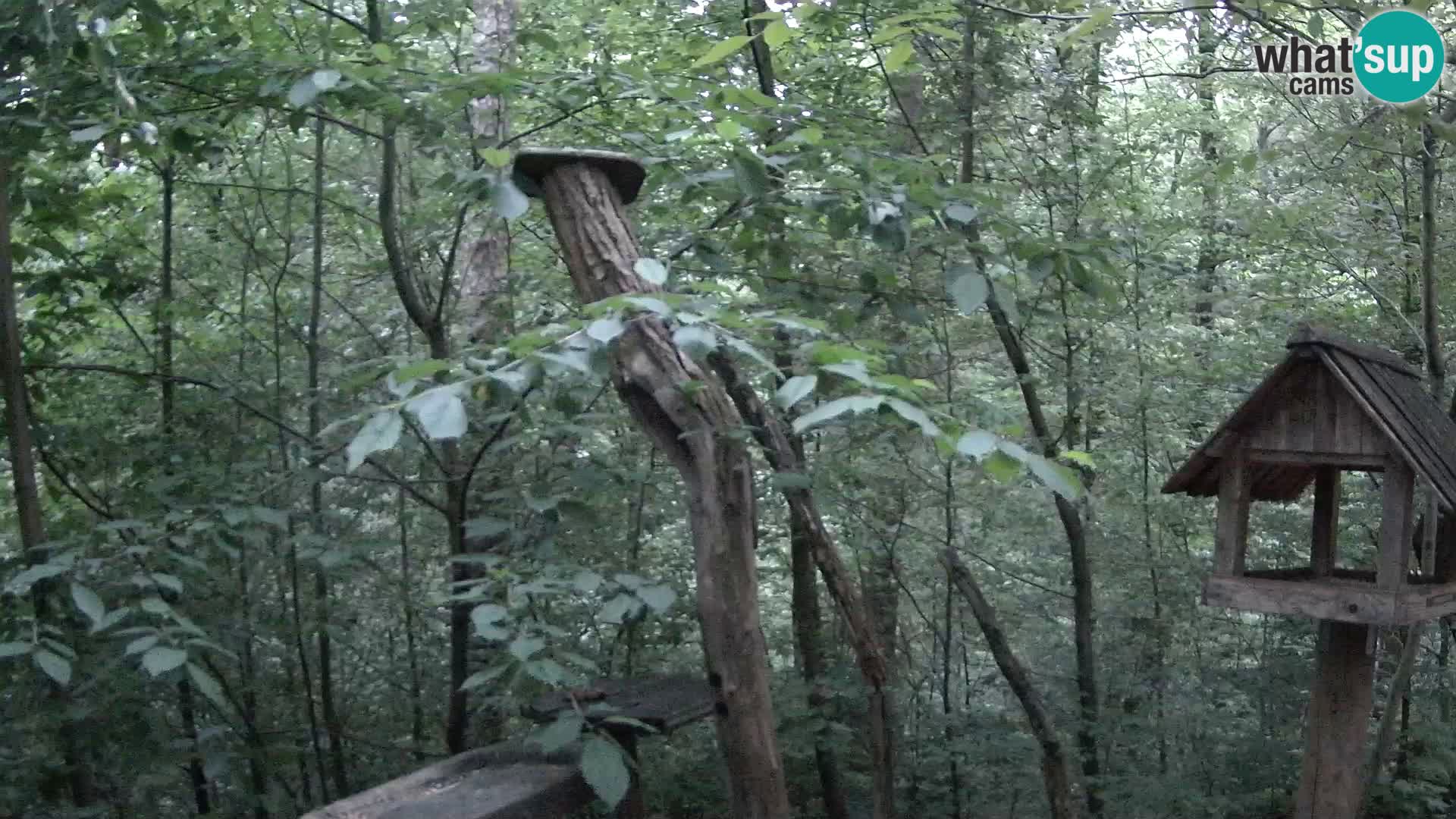 Mangeoires pour oiseaux au ZOO live webcam Ljubljana