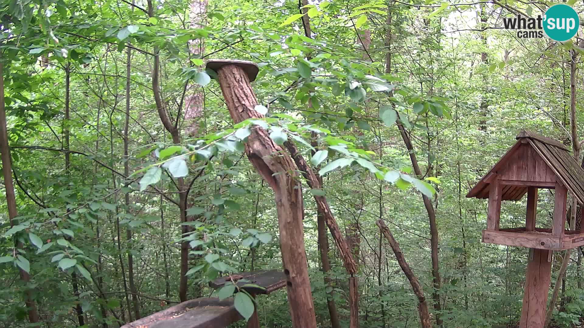 Mangeoires pour oiseaux au ZOO live webcam Ljubljana