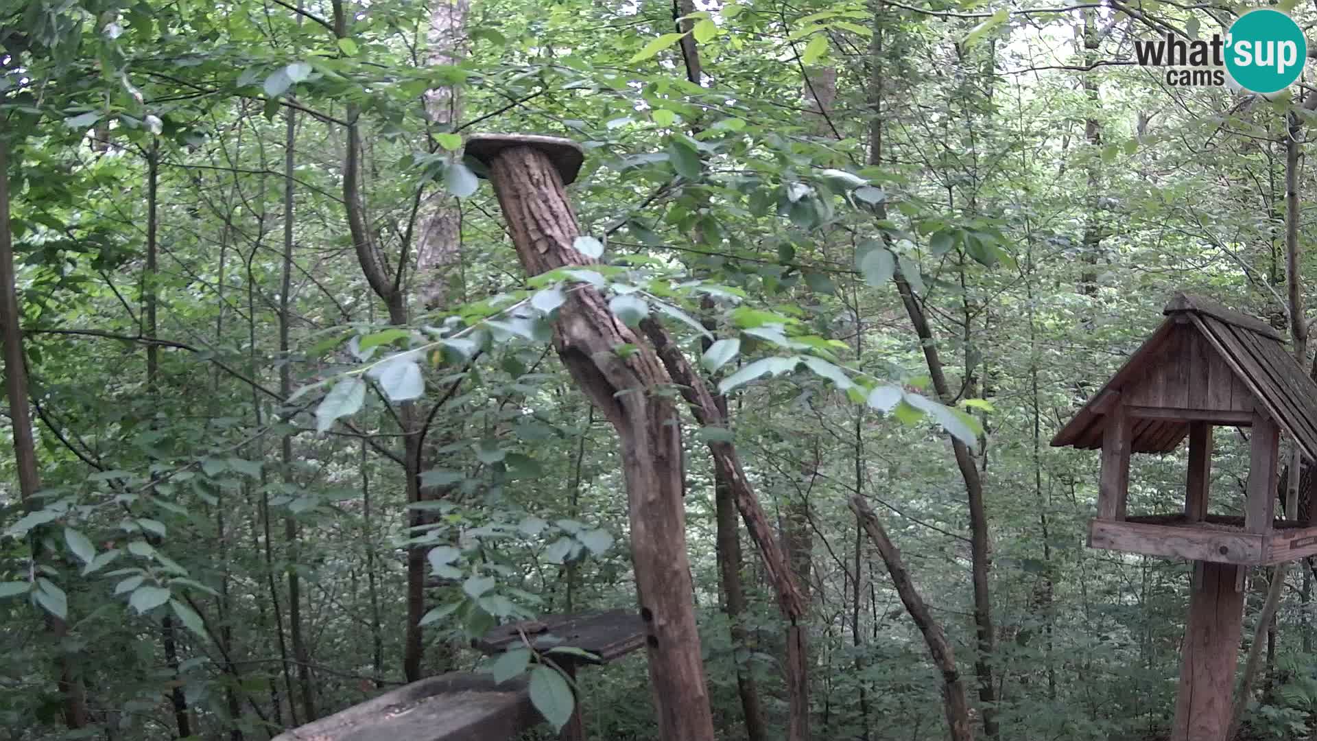 Comederos para pájaros en ZOO Ljubljana camera en vivo
